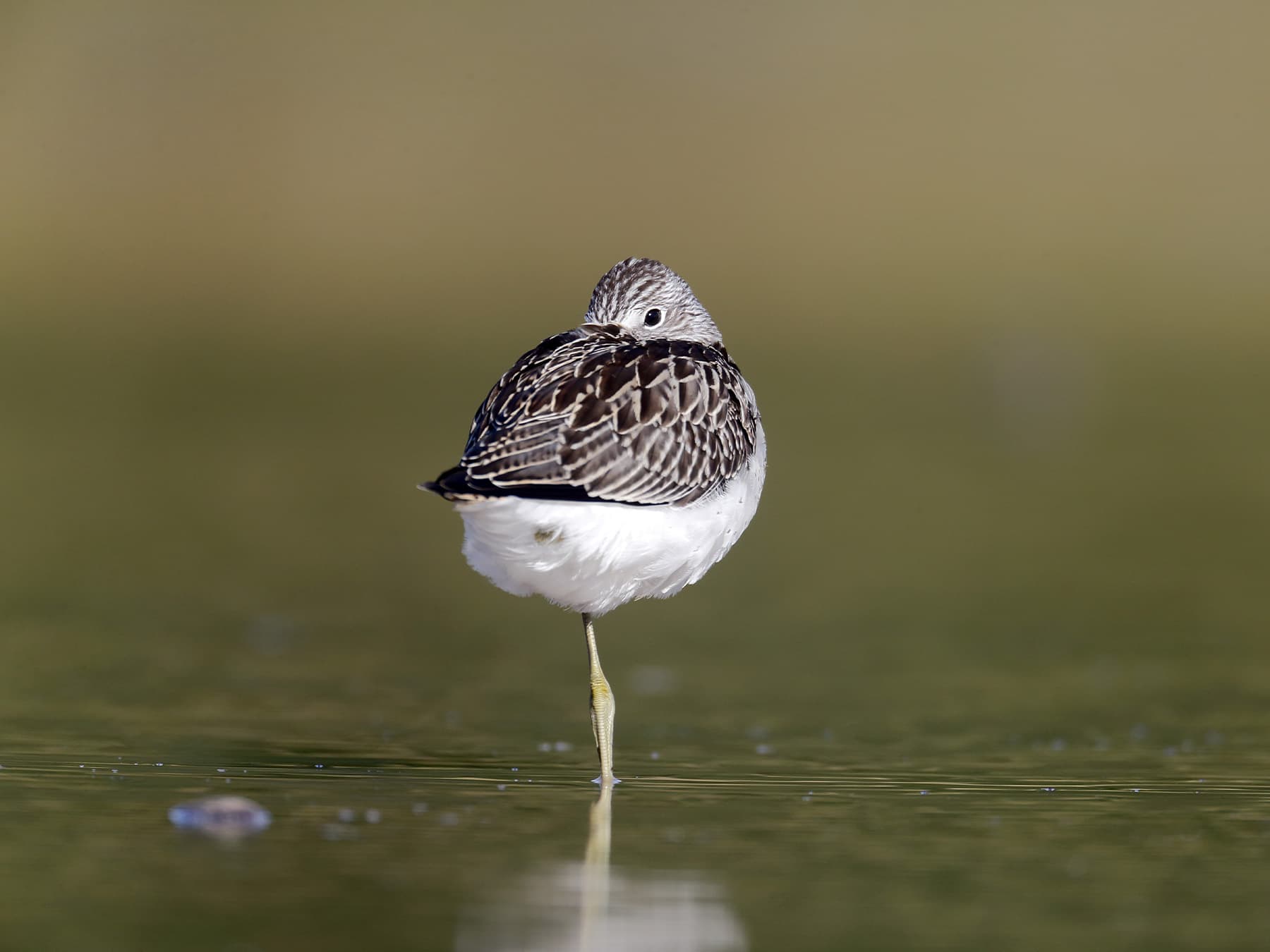 Greenshank resting in shallow water