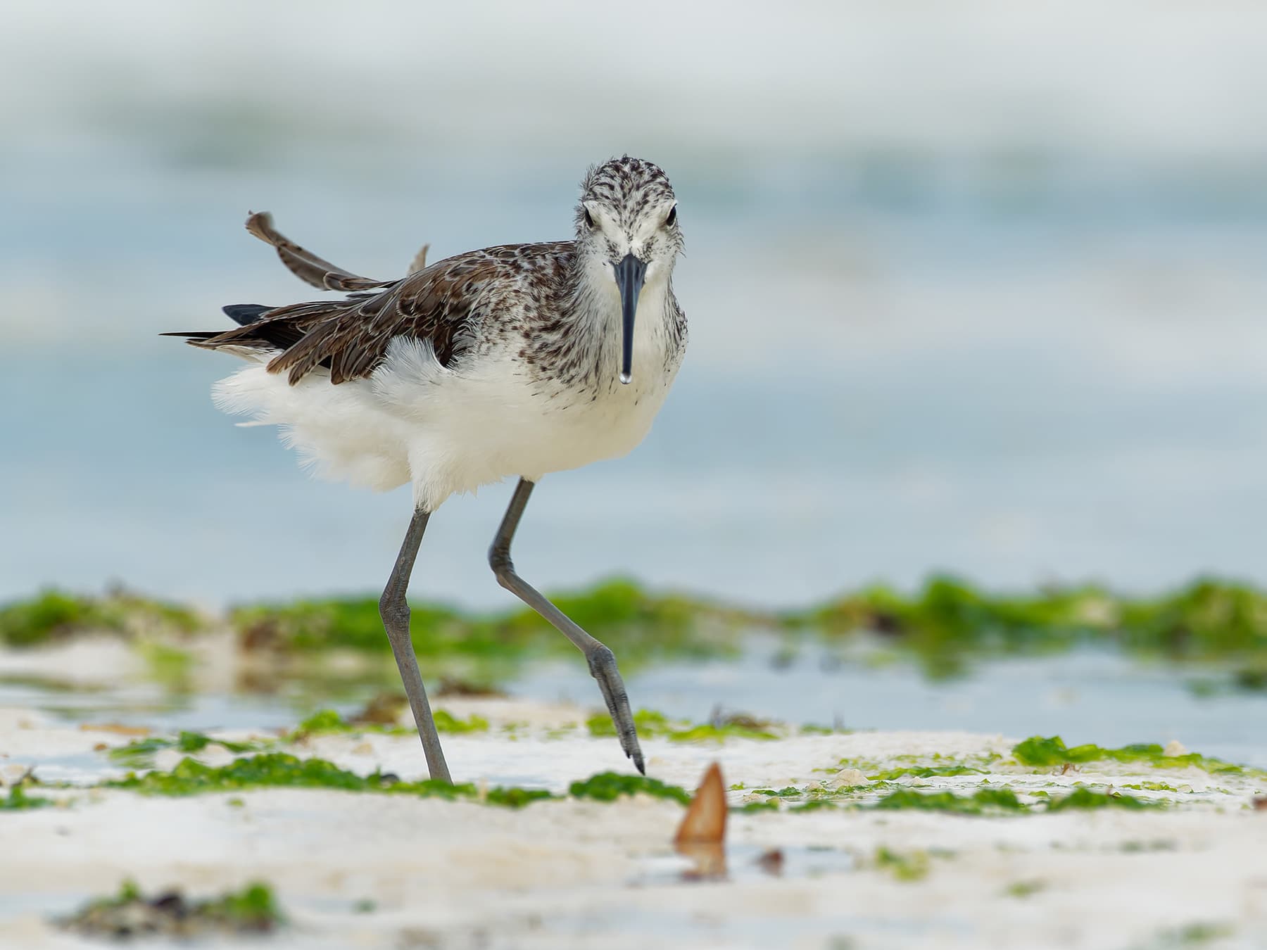 Greenshank foraging on the beach