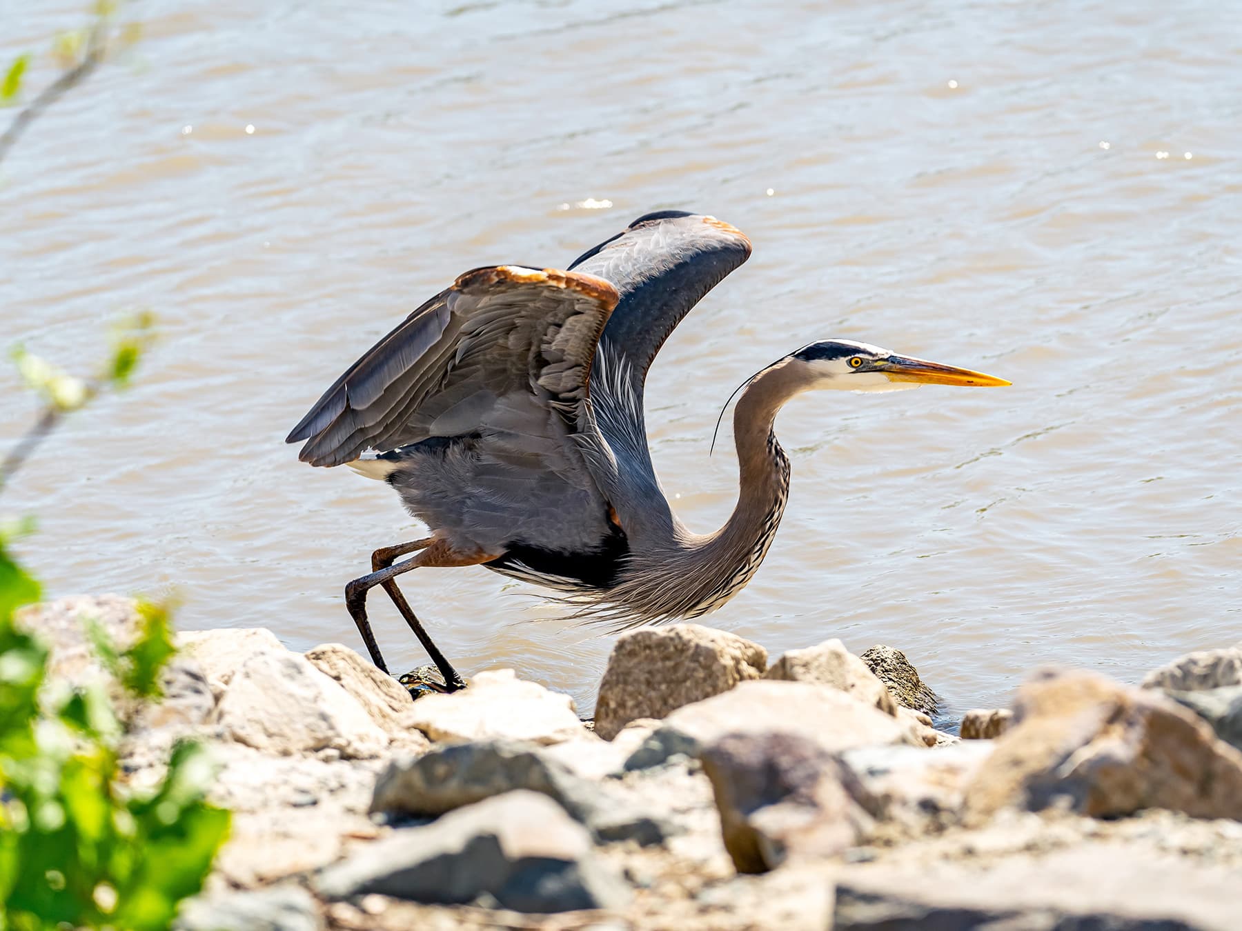 Grey Heron near to the lake getting ready to take-off