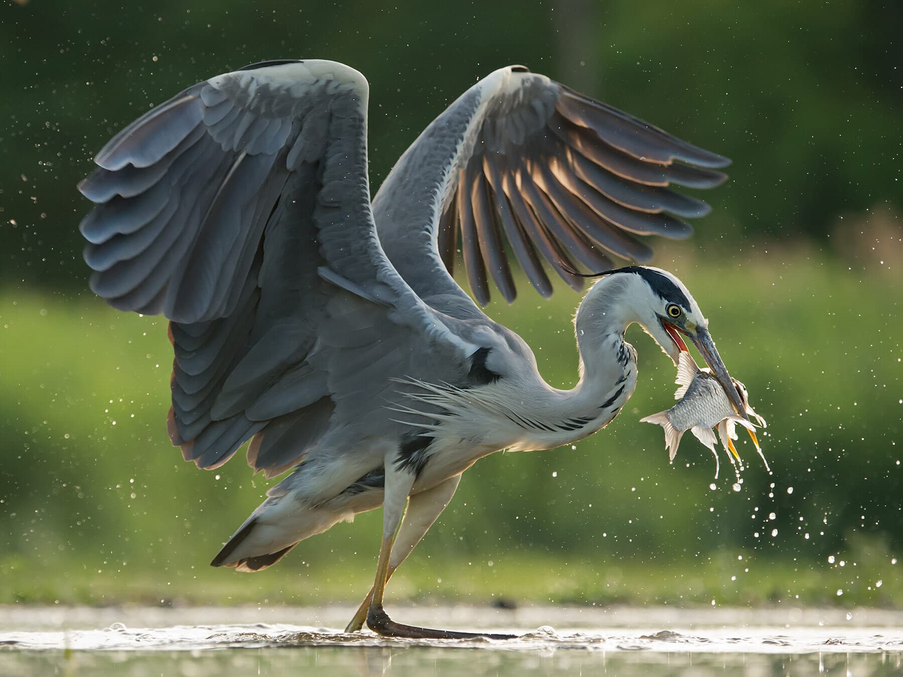 Grey heron eating fish