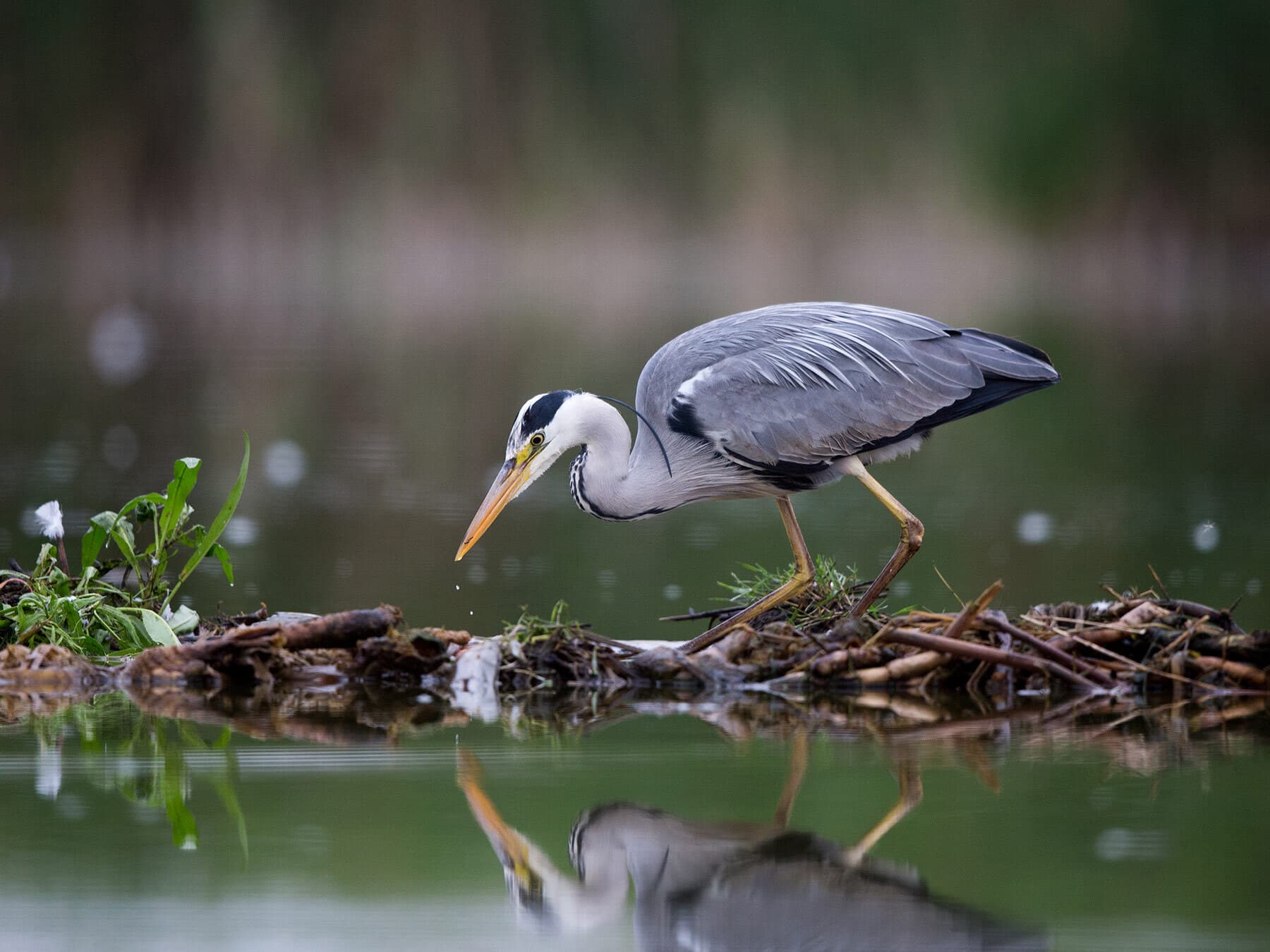 Grey heron fishing