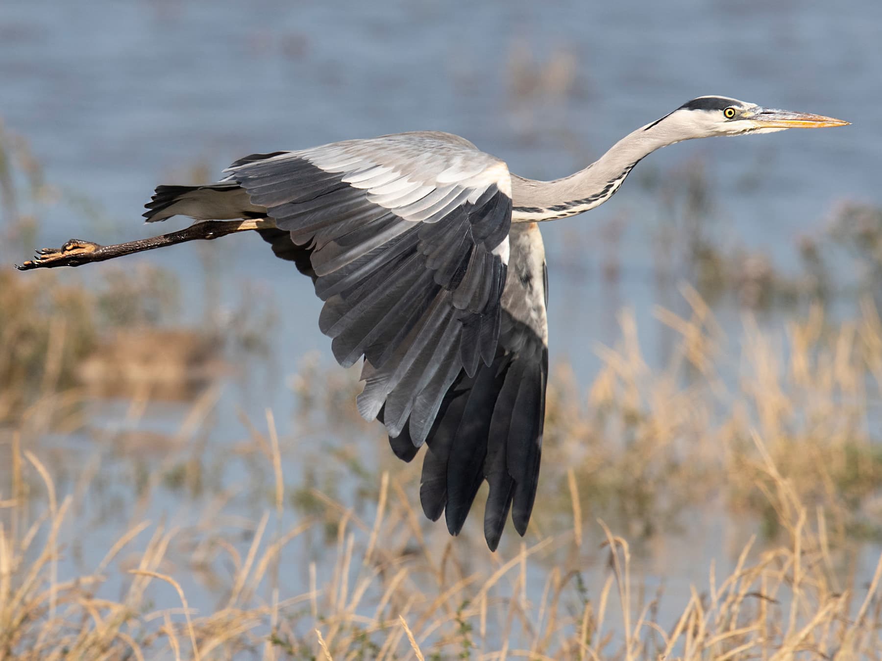Grey Heron in-flight over wetlands