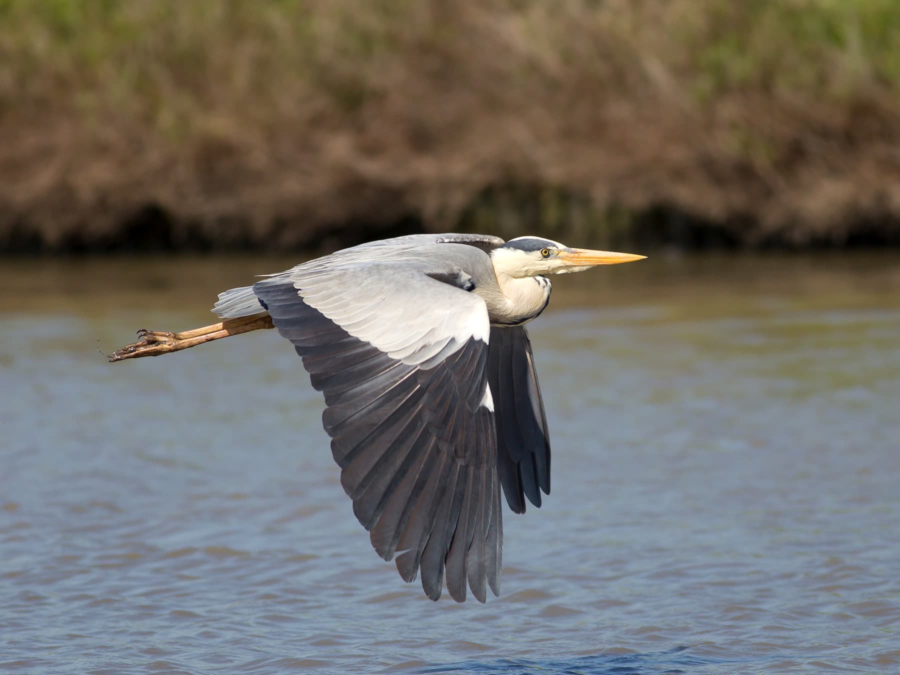 Grey Heron in-flight