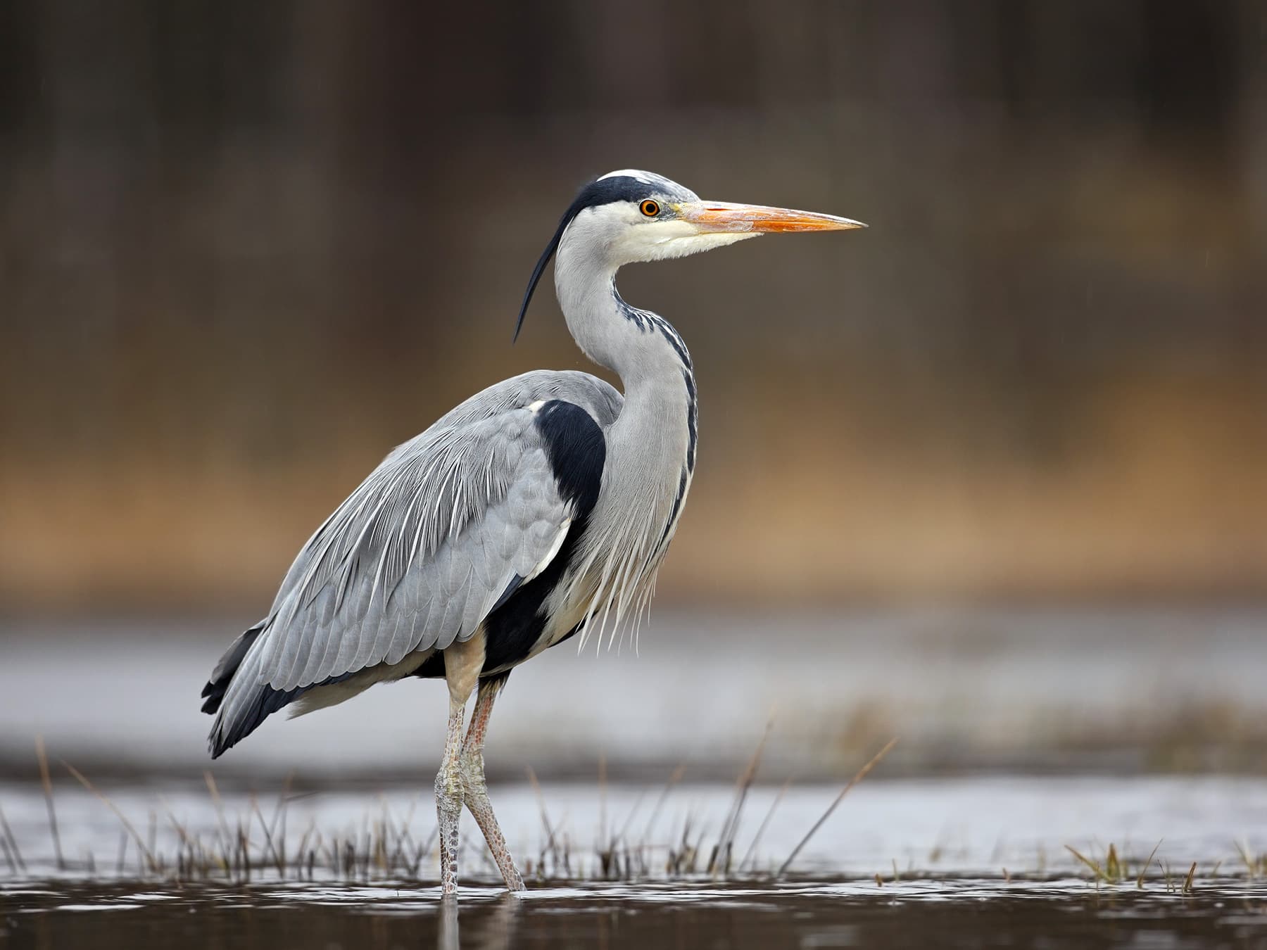 Grey Heron standing motionless in the wetland