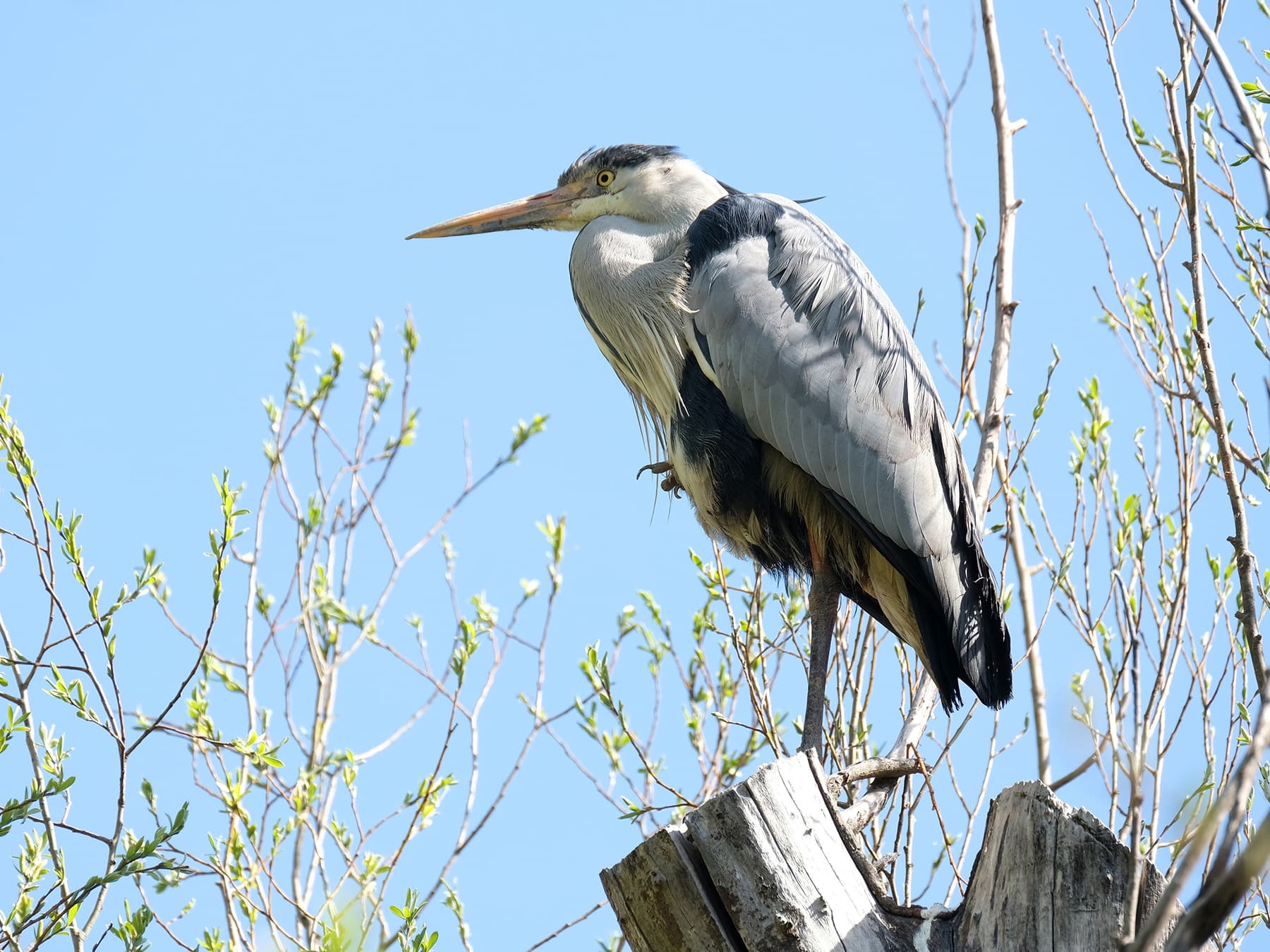 Grey Heron perching on broken branches