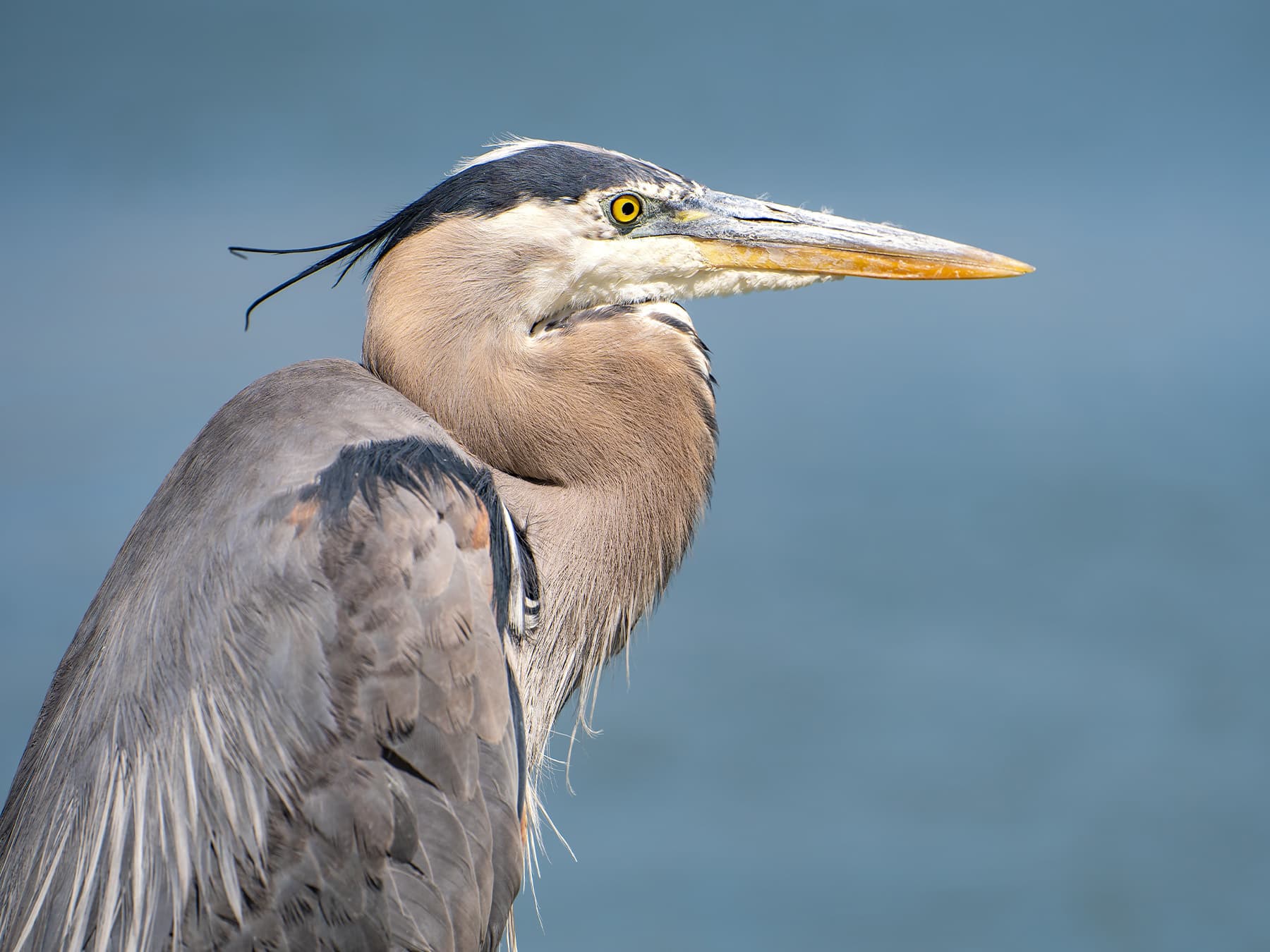 Grey heron portrait