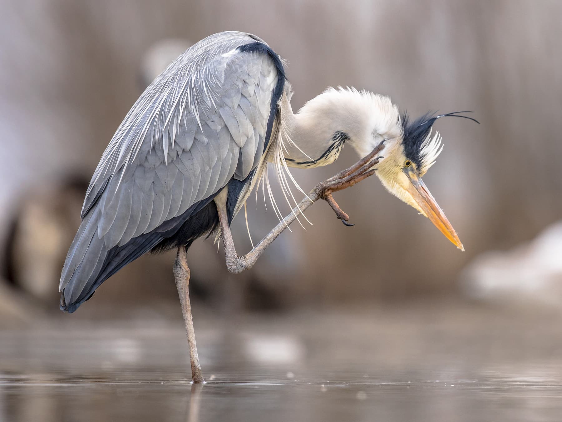 Grey Heron scratching itself
