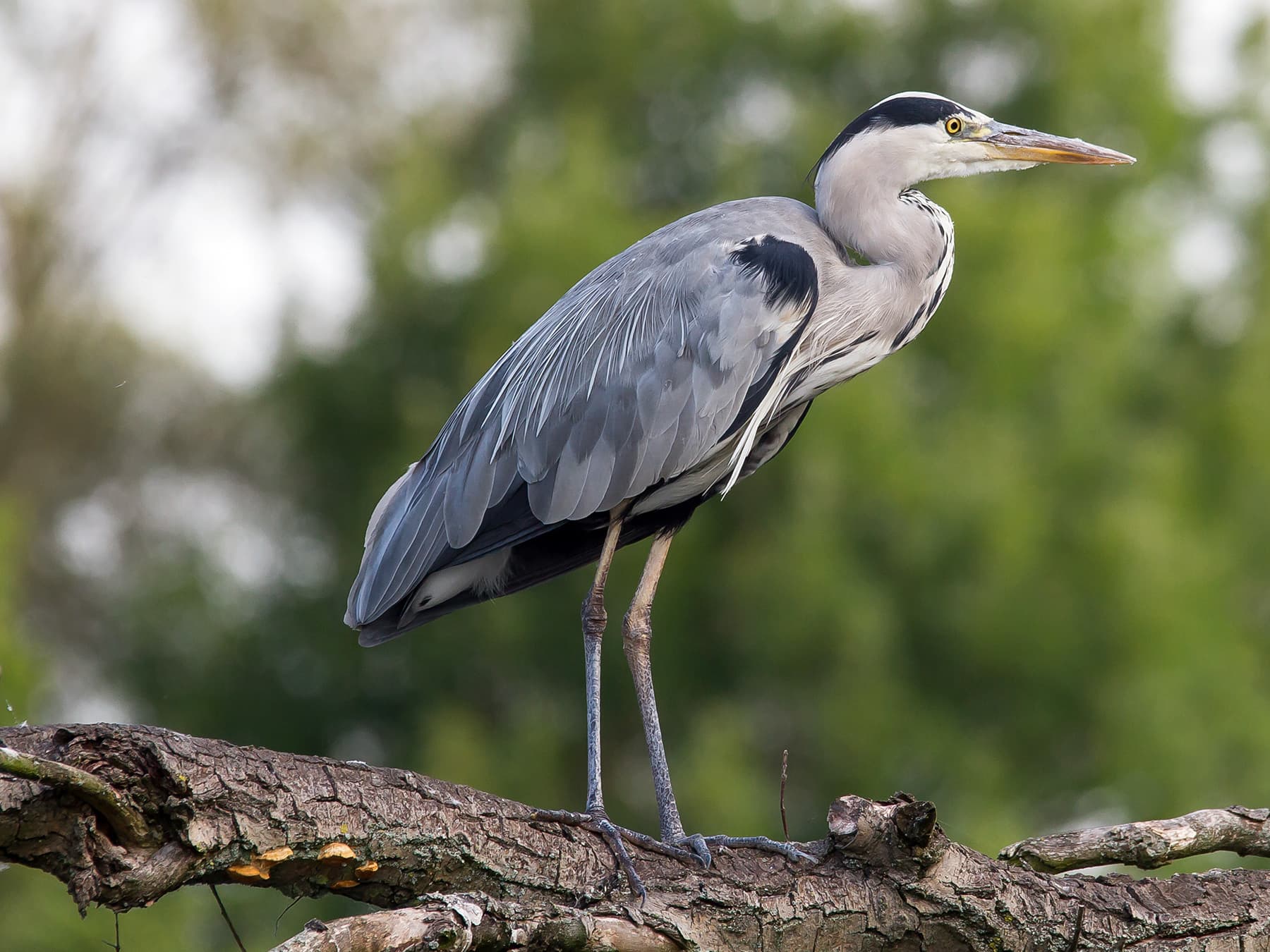 Grey Heron standing on a branch