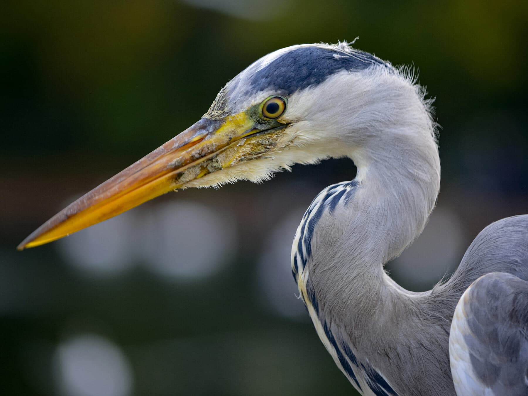 Grey heron uk