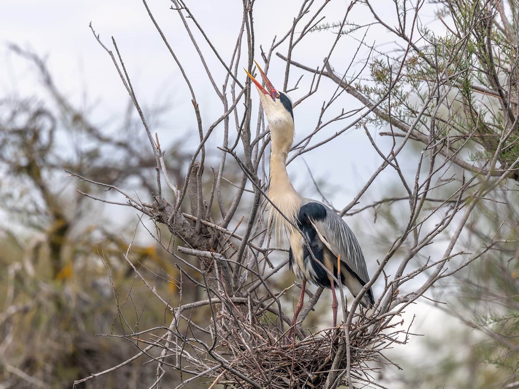 Grey heron in the nest squawking