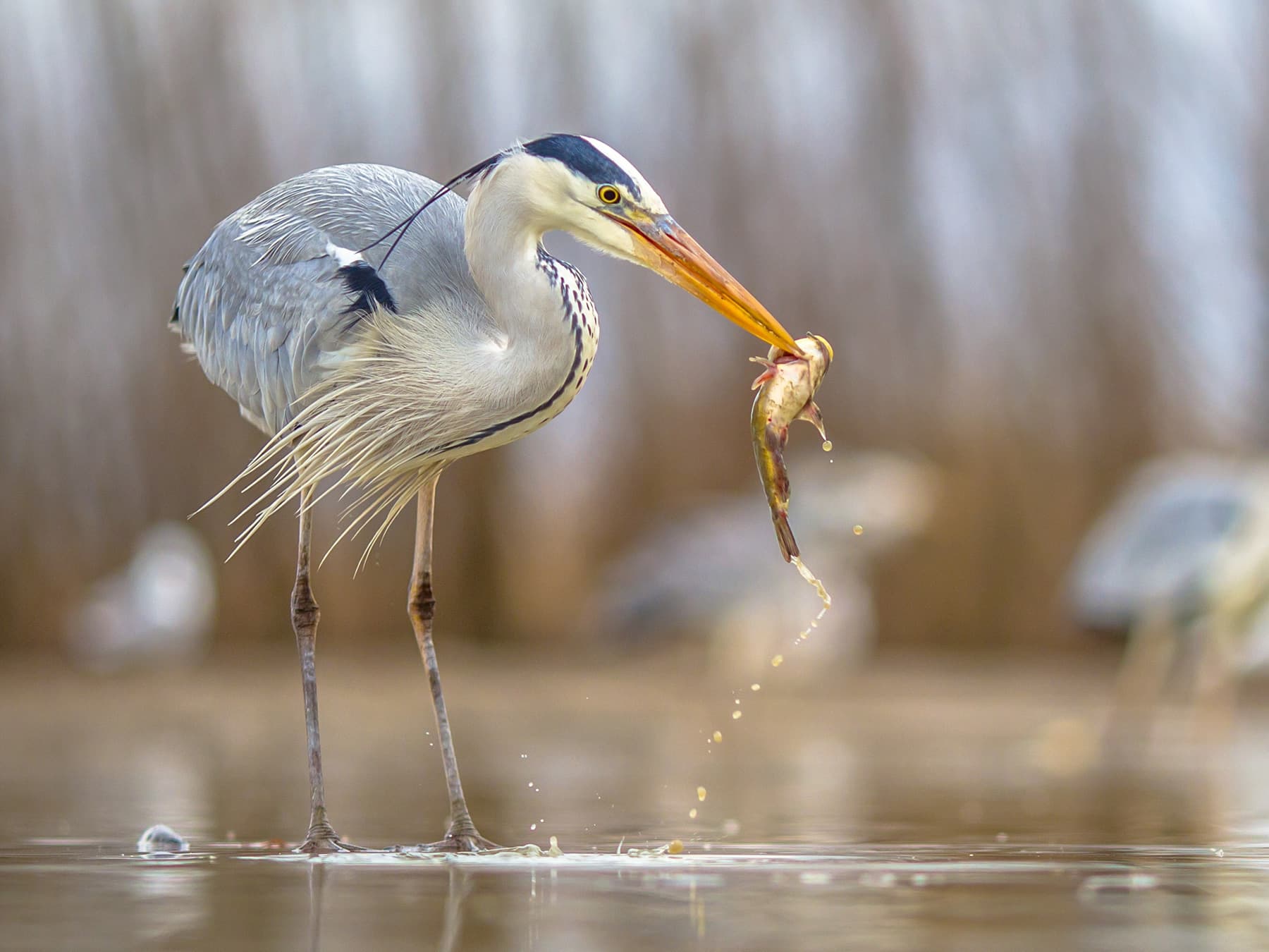 Grey Heron fishing