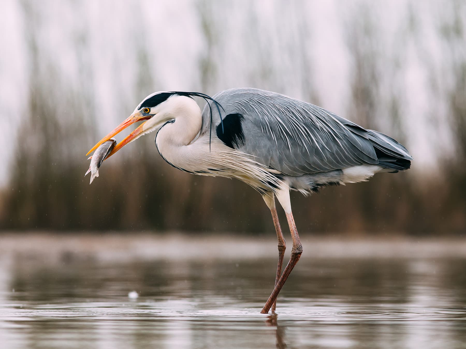 Grey Heron feeding on a fish