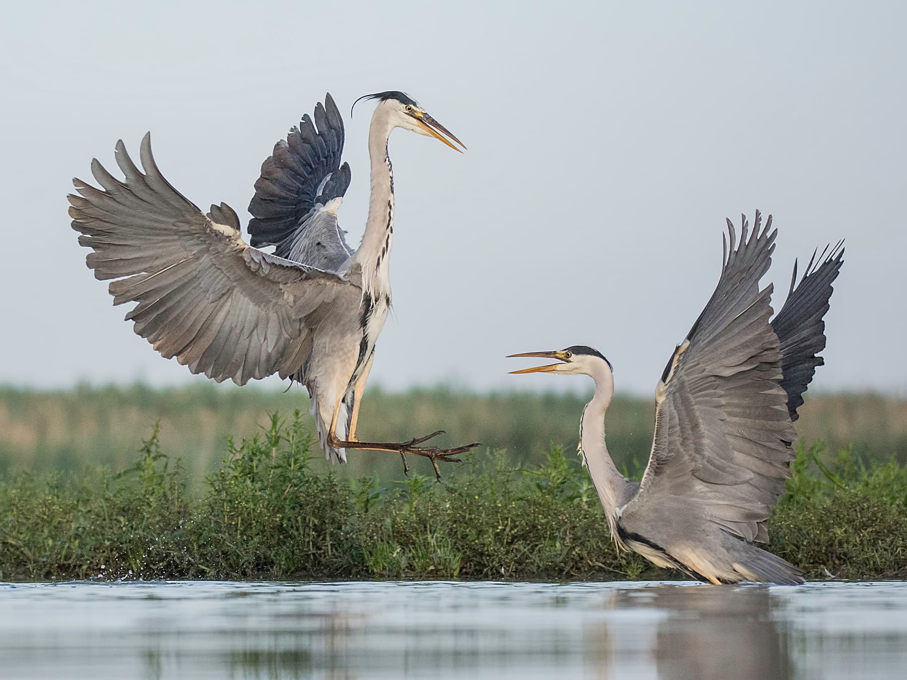 Grey Herons fighting over fish