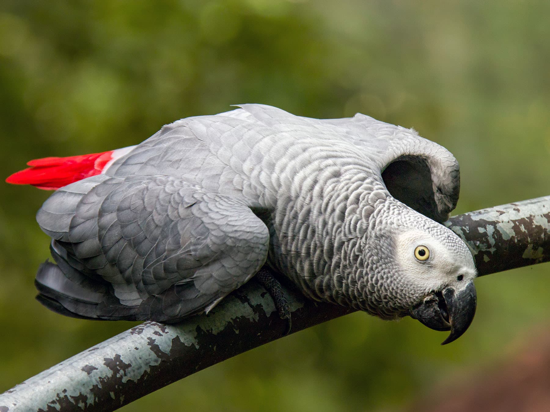 Grey Parrot crouching on a branch
