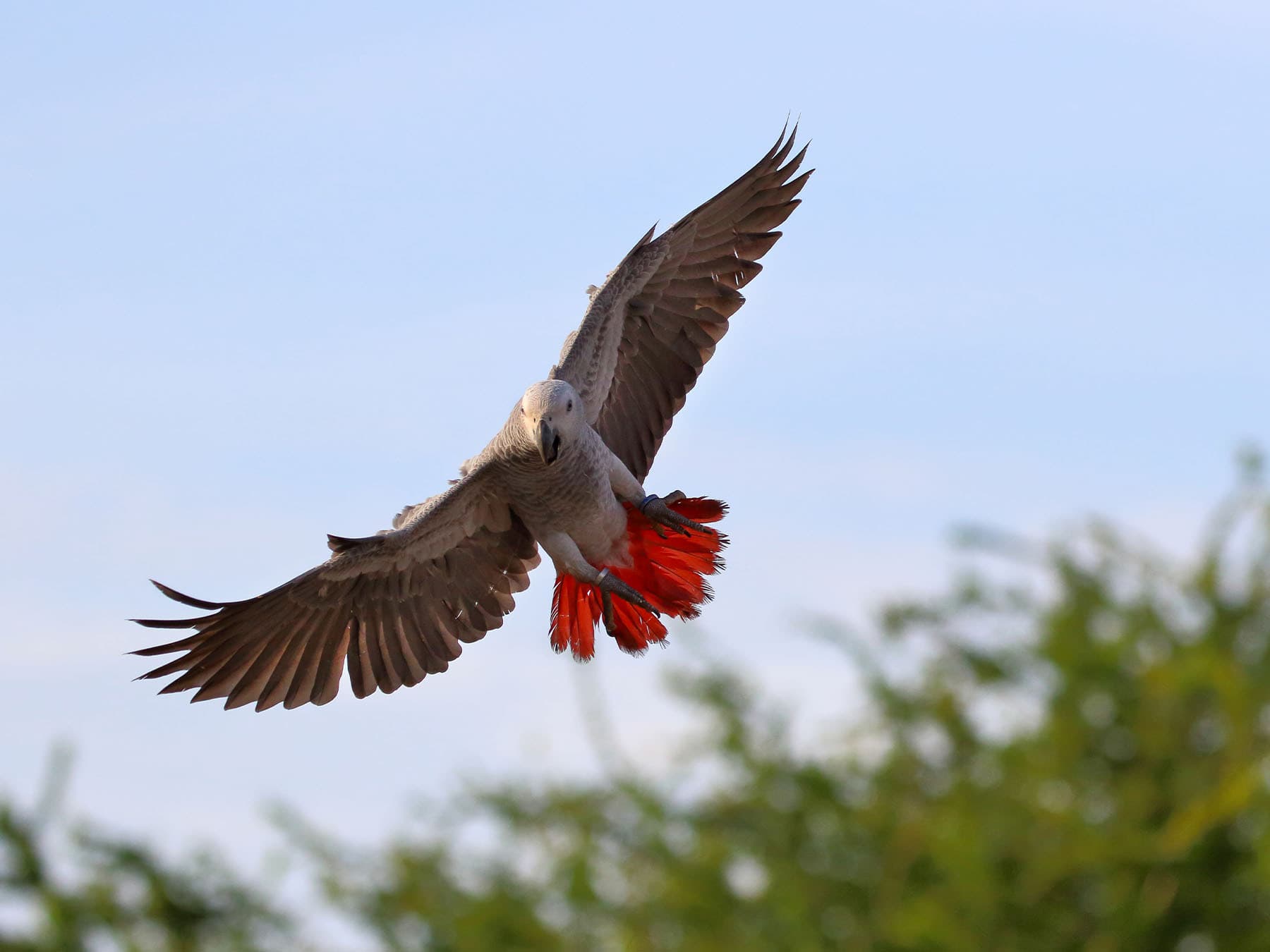 Grey Parrot in-flight over parkland