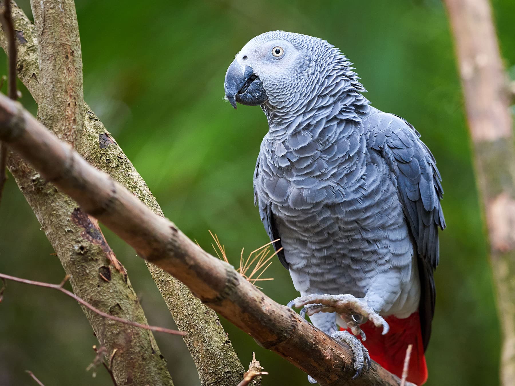 Grey Parrot perching on a branch