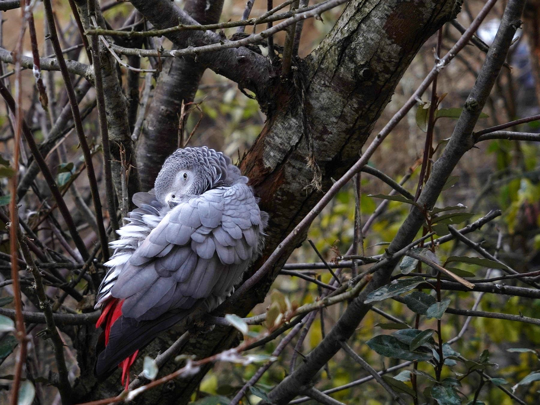 Grey parrot sleeping with one eye open