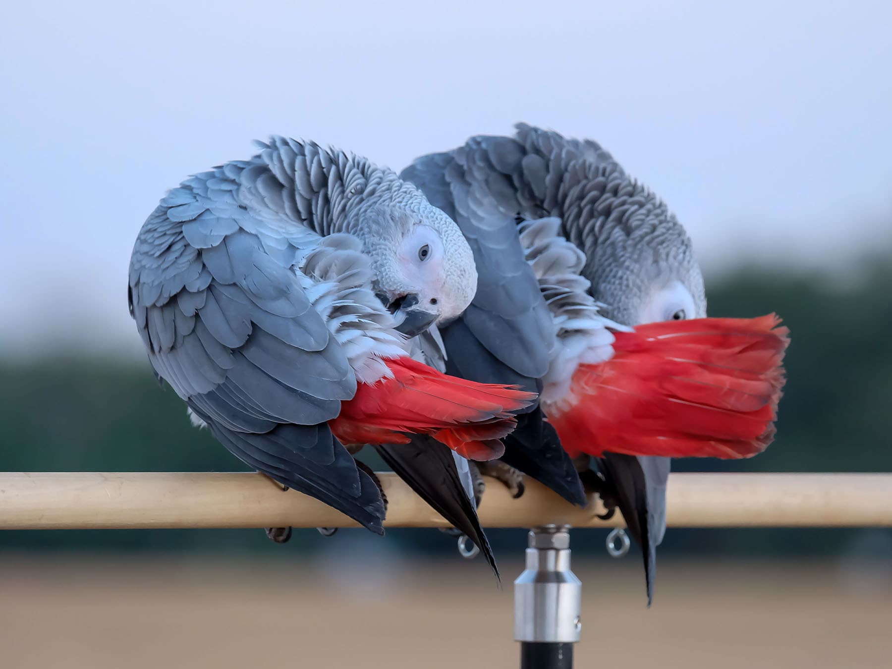 Pair of Grey Parrots preening