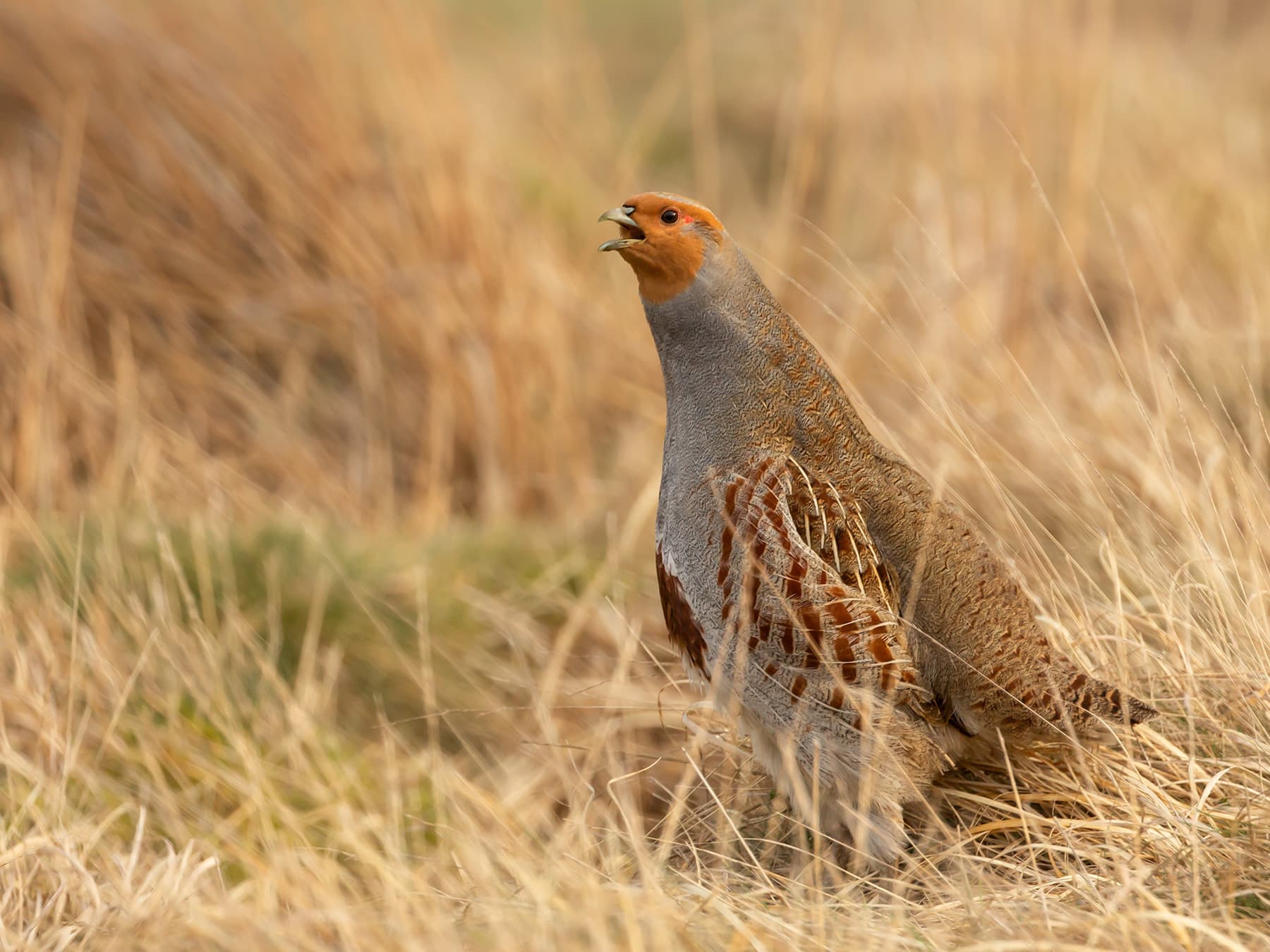 Grey Partridge calling out