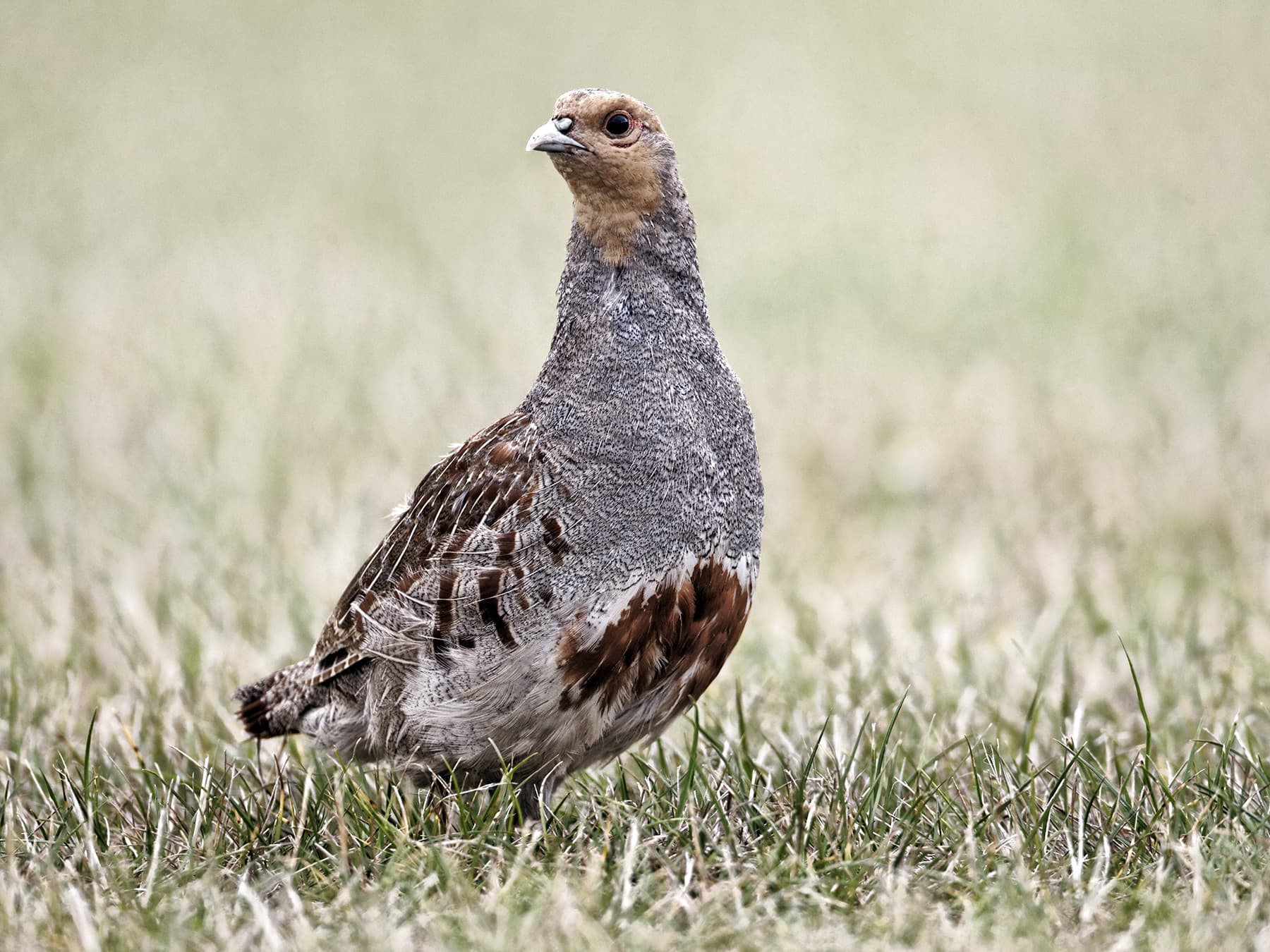 Grey Partridge standing in grasslands