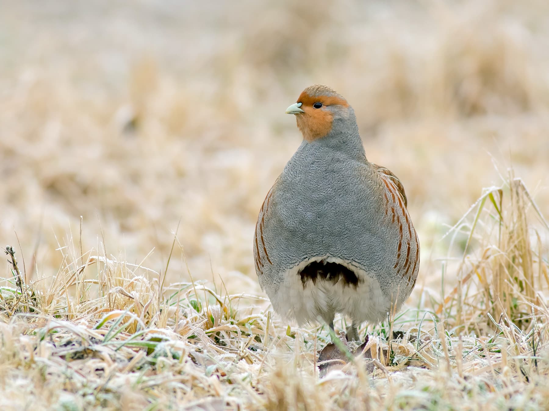 Grey Partridge in open grassland