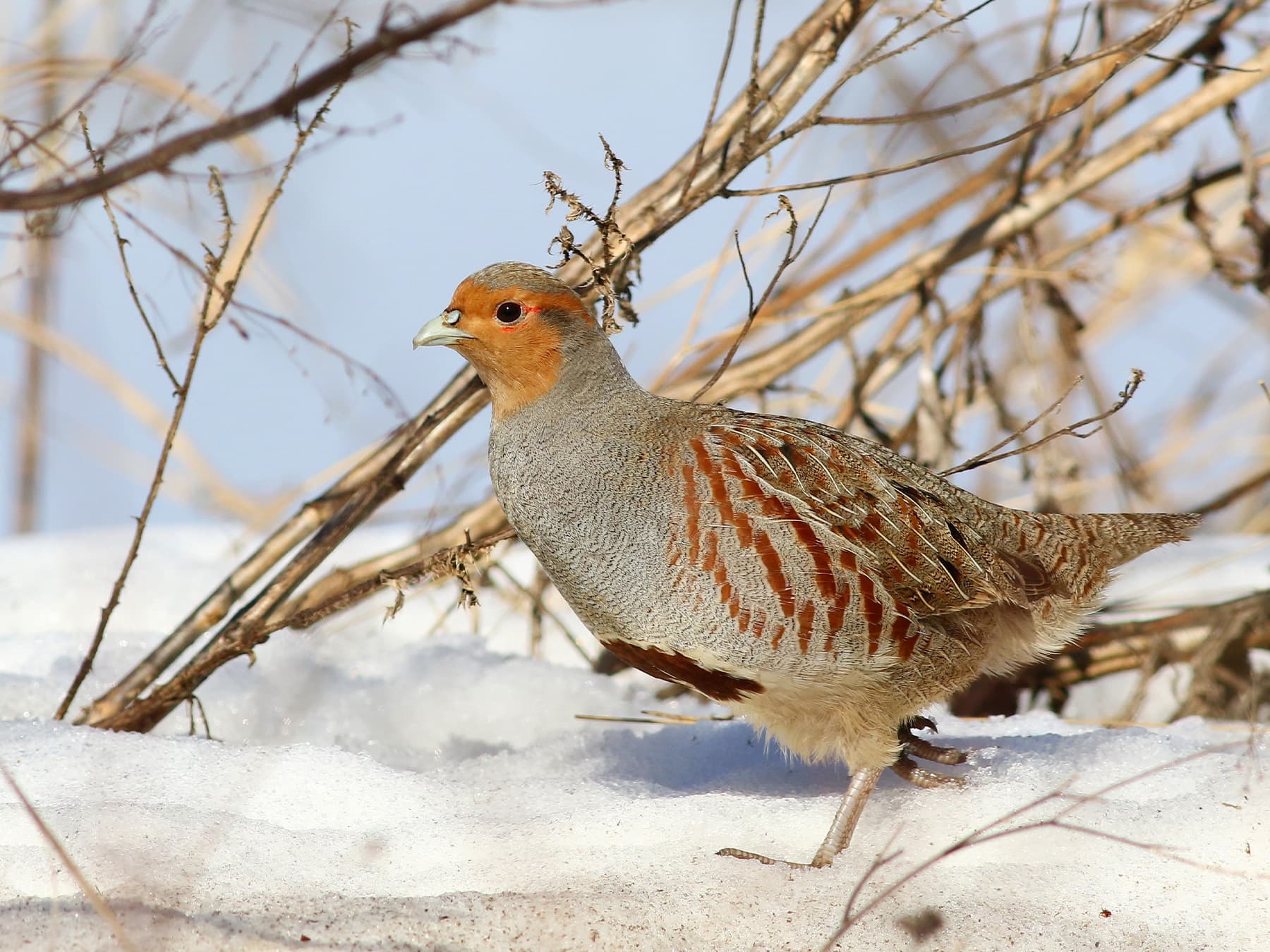 Grey Partridge walking through on snow covered ground
