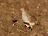 Grey Partridge