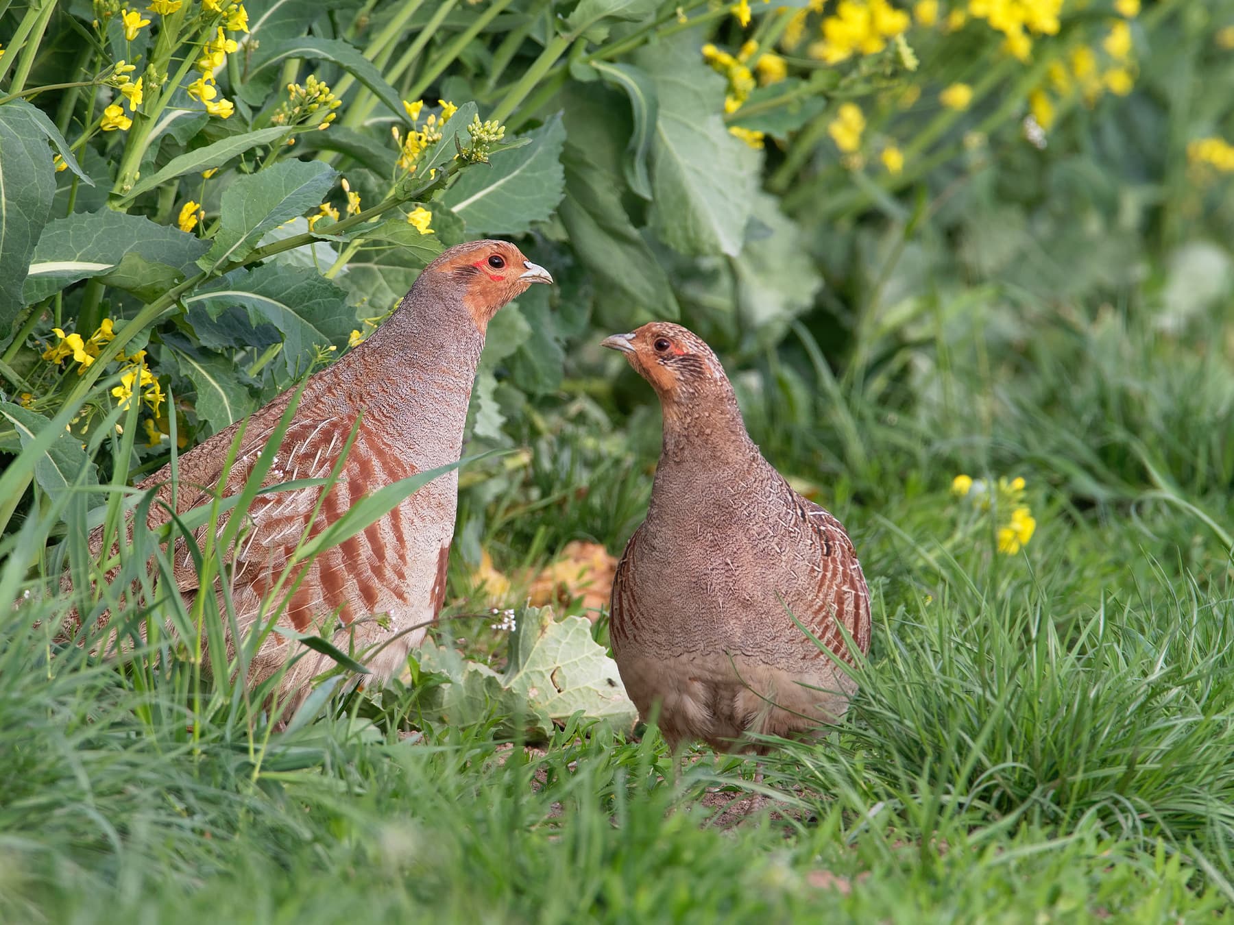Pair of Grey Partridges in natural habitat