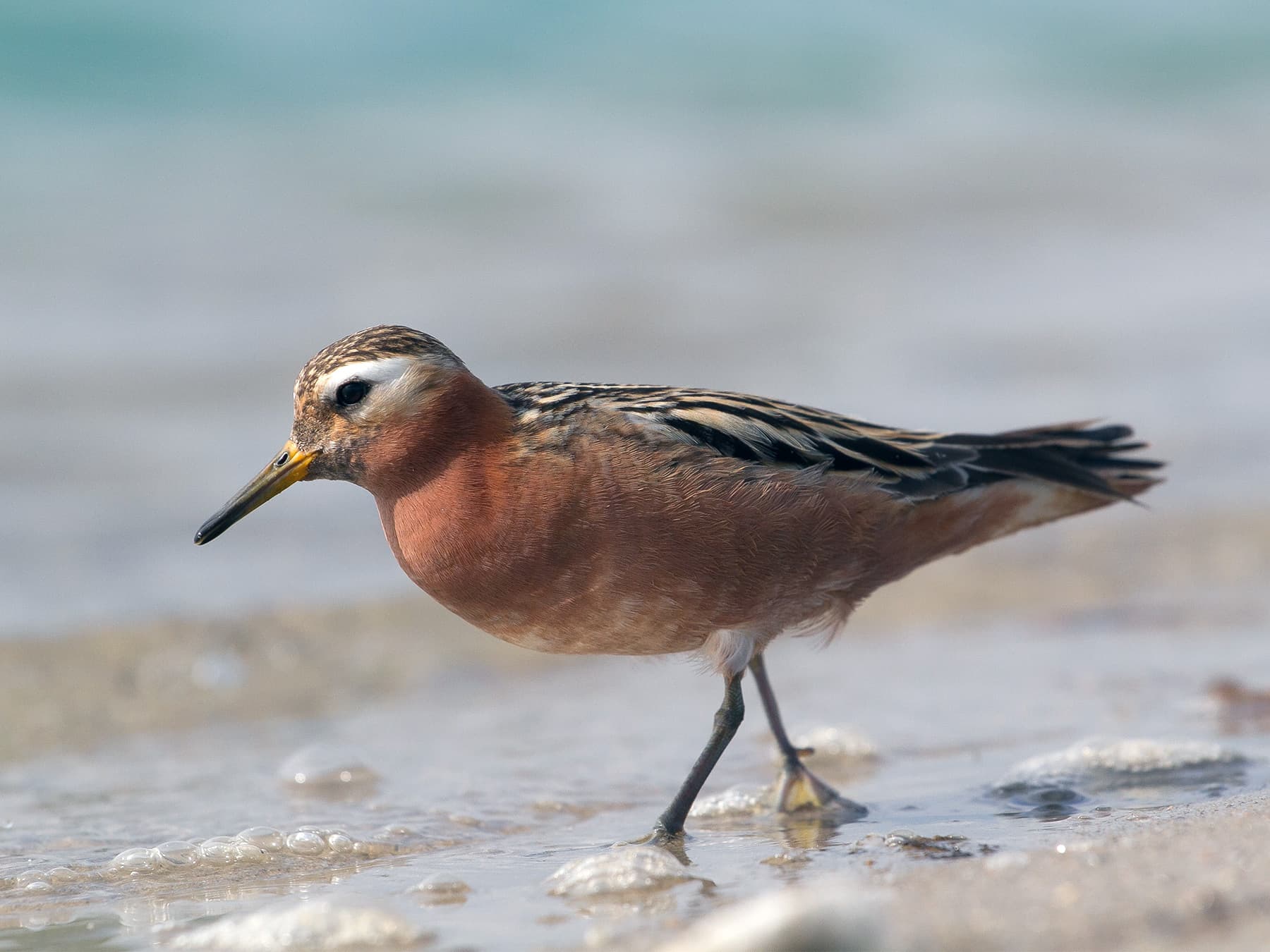 Grey Phalarope walking along the waters edge