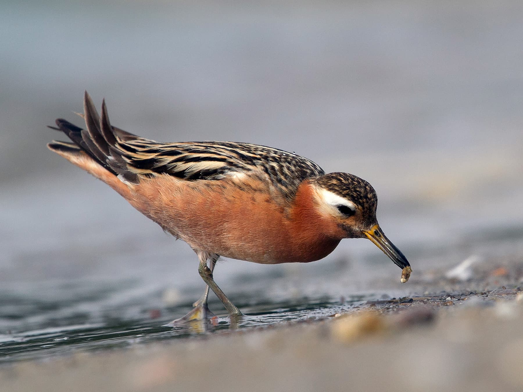 Grey Phalarope feeding at the edge of the shore