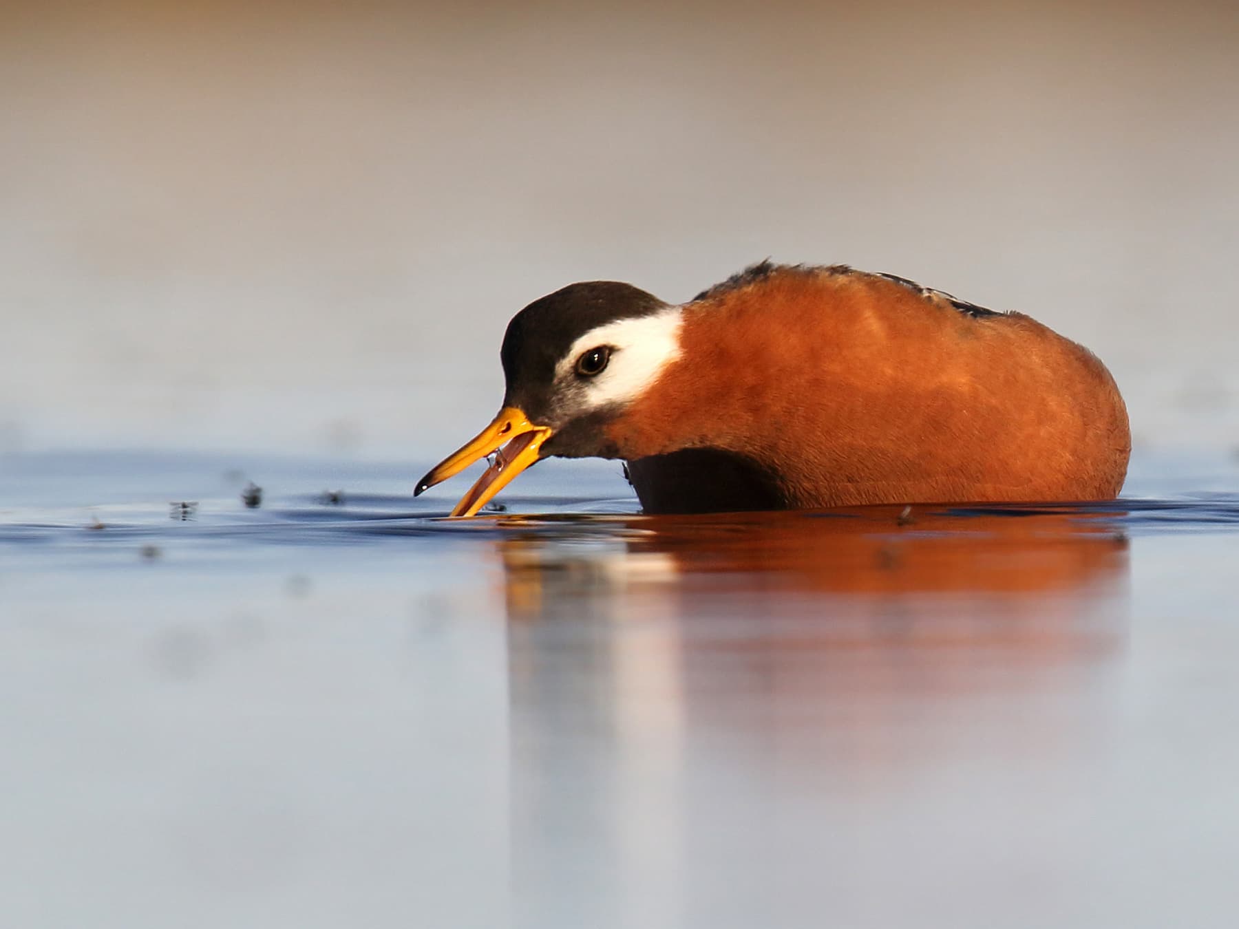 Grey Phalarope feeding on insects