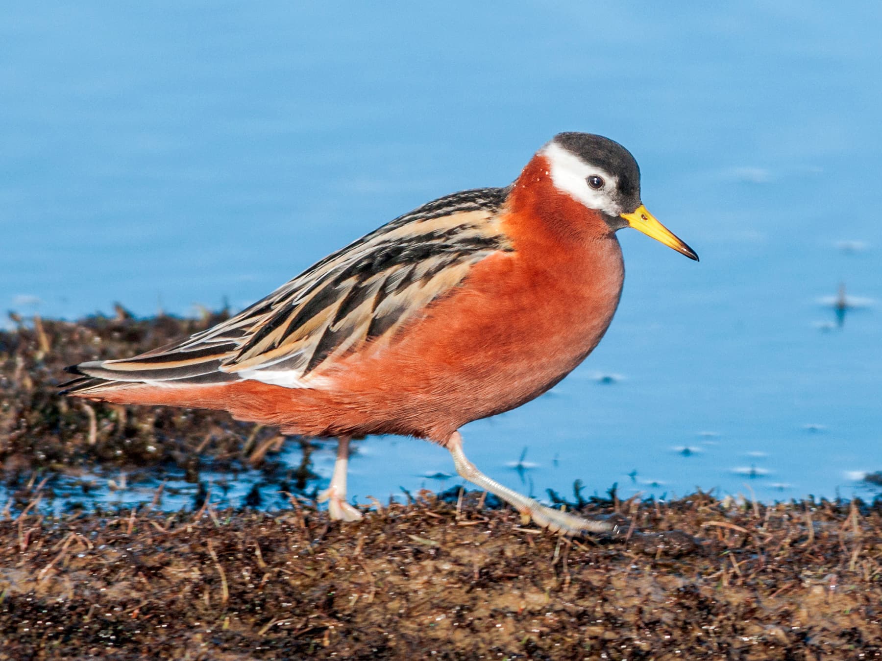 Grey Phalarope in natural habitat