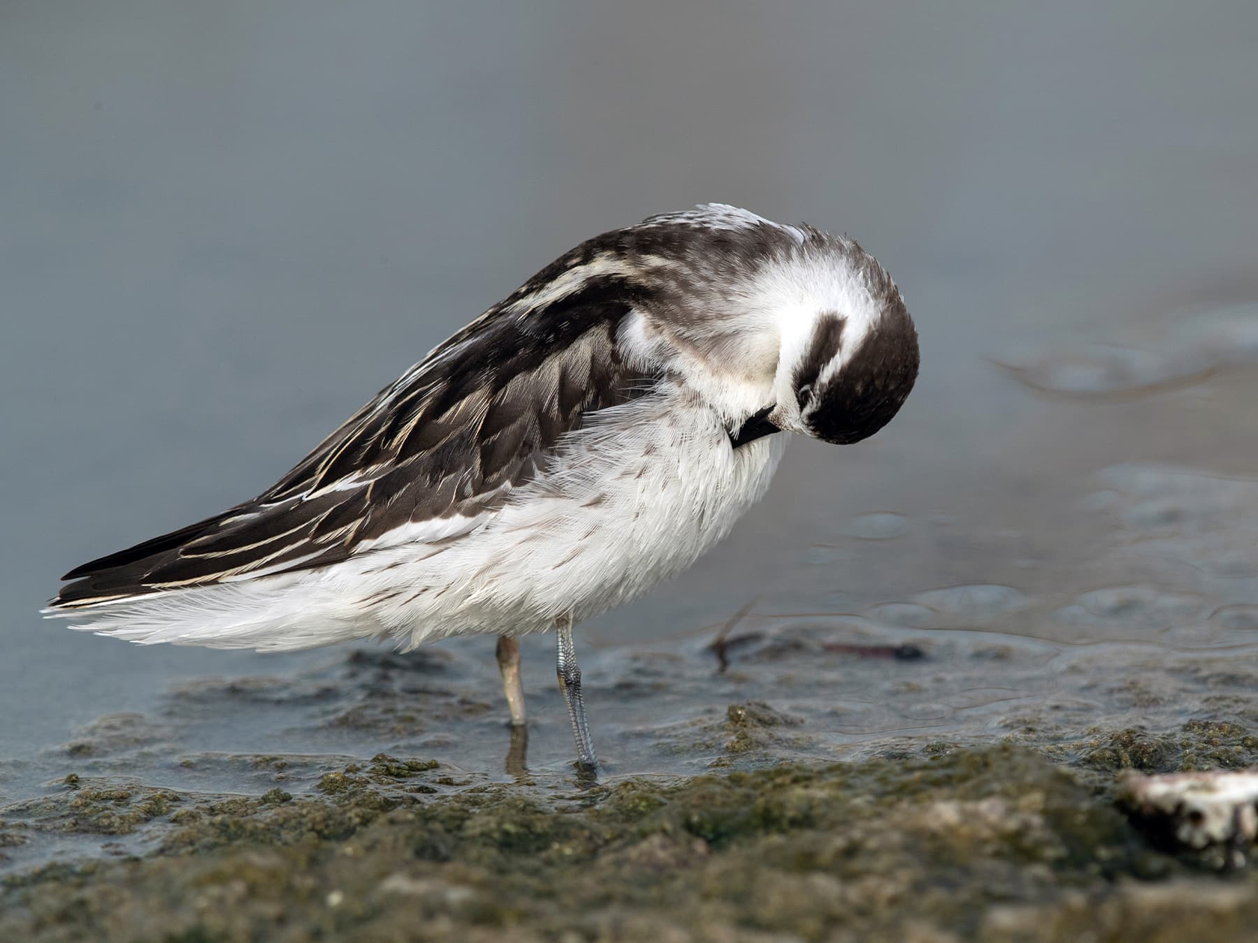 Grey Phalarope preening itself