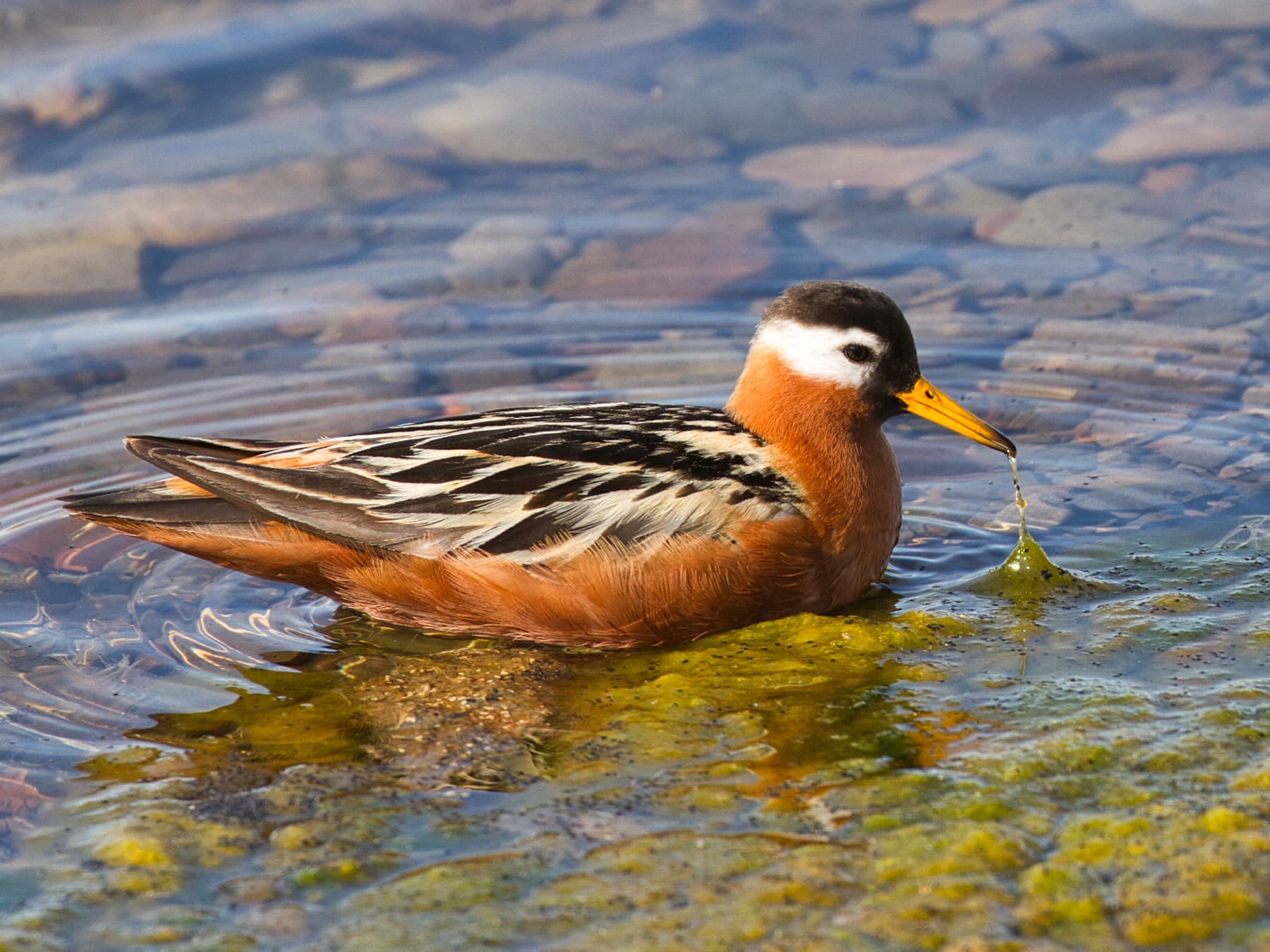 Grey Phalarope in search of food in shallow waters