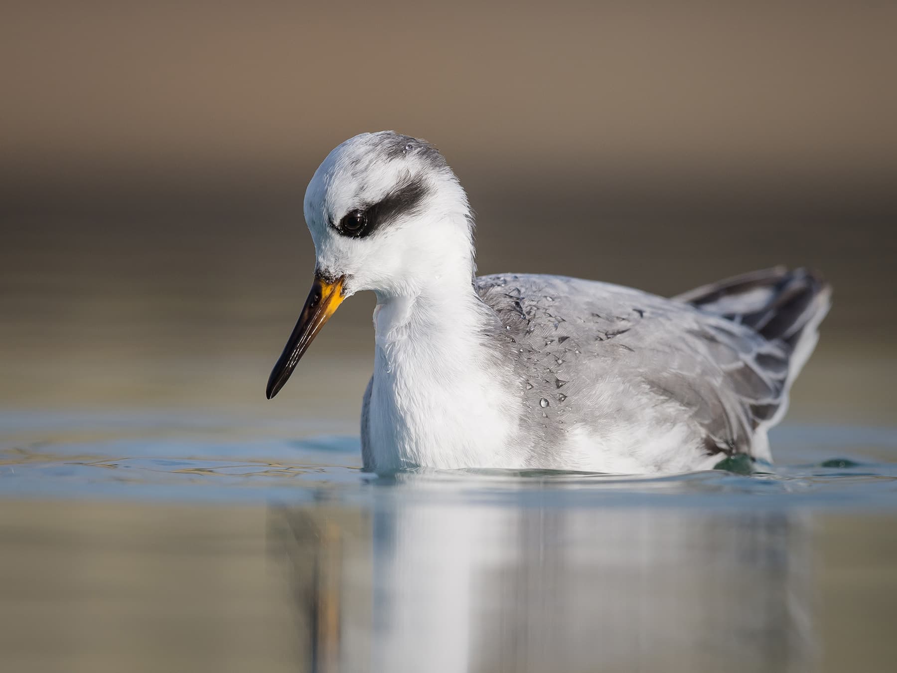 Grey Phalarope swimming in natural habitat