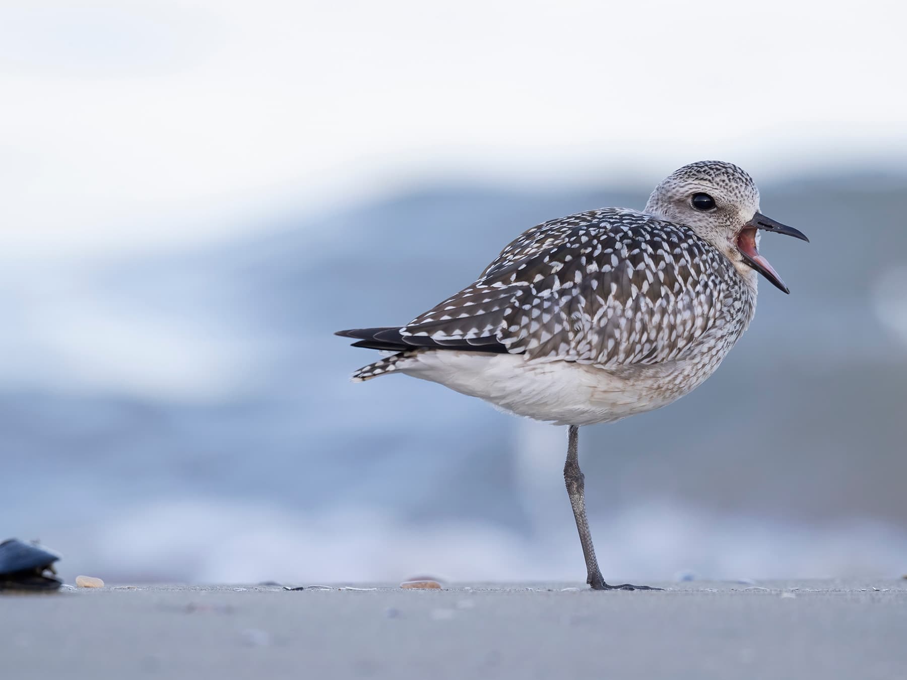 Grey Plover calling to assert authority