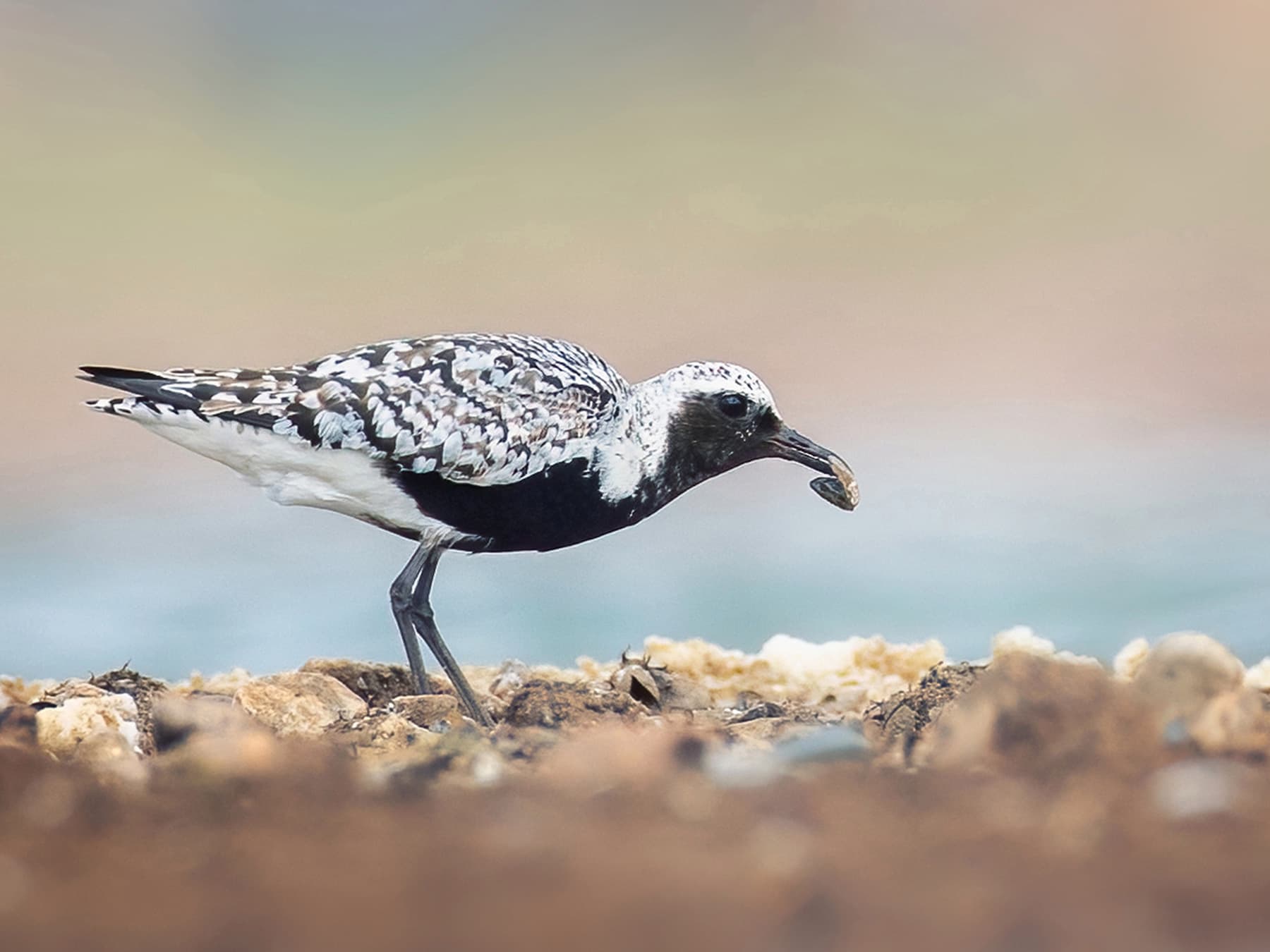 Grey Plover foraging and feeding