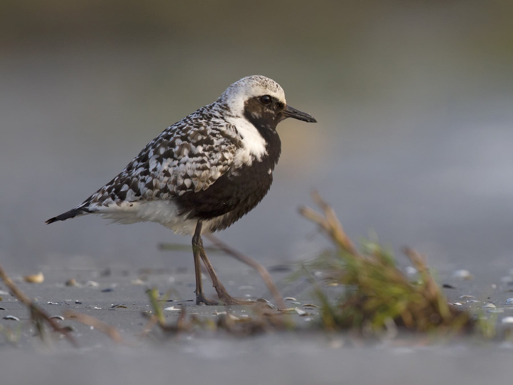 Breeding Grey Plover in natural habitat