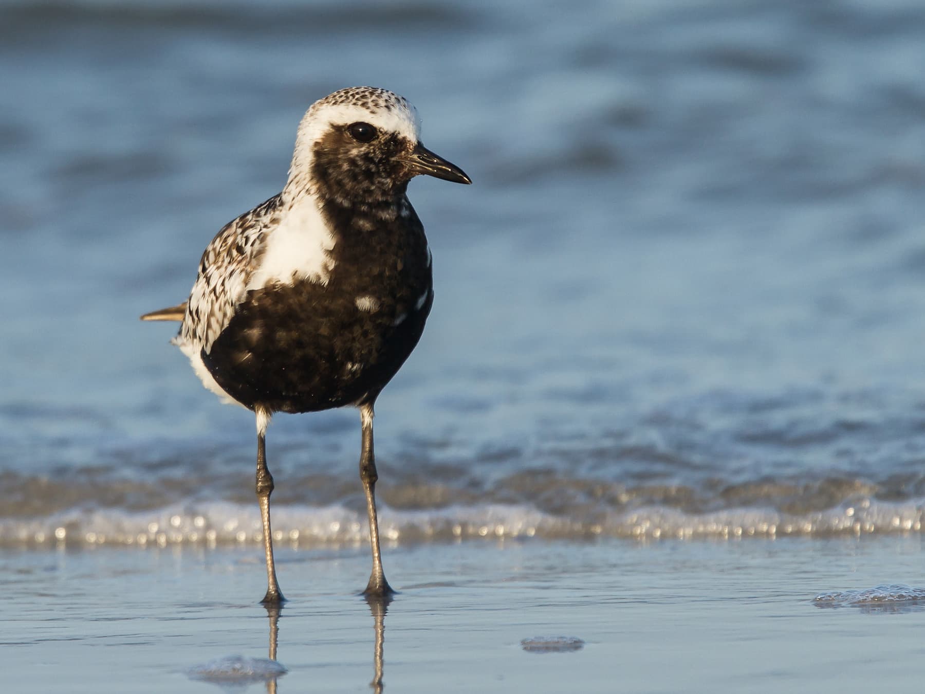 Breeding Grey Plover