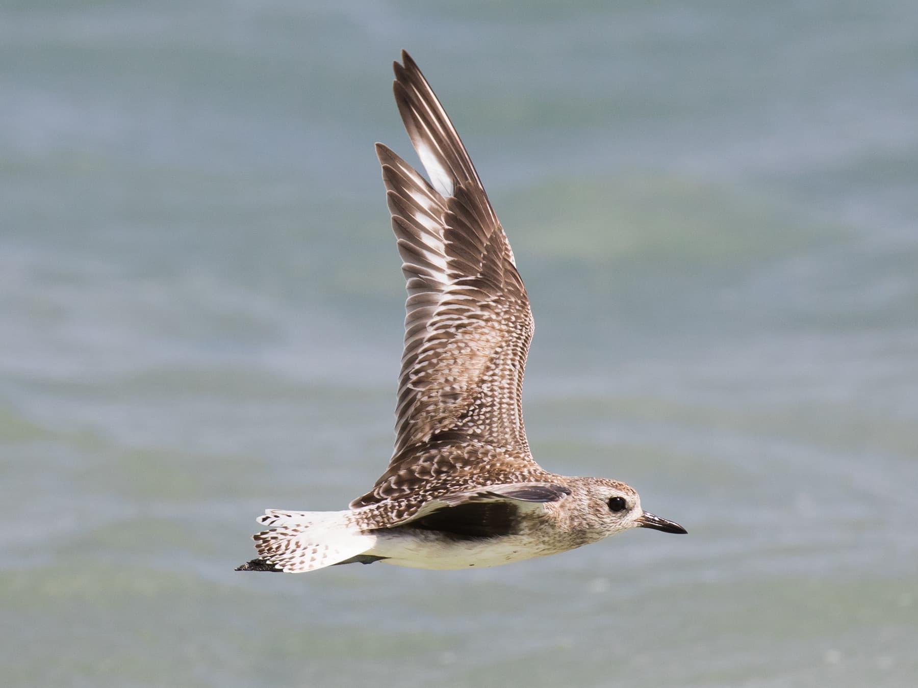 Grey Plover in-flight during the winter