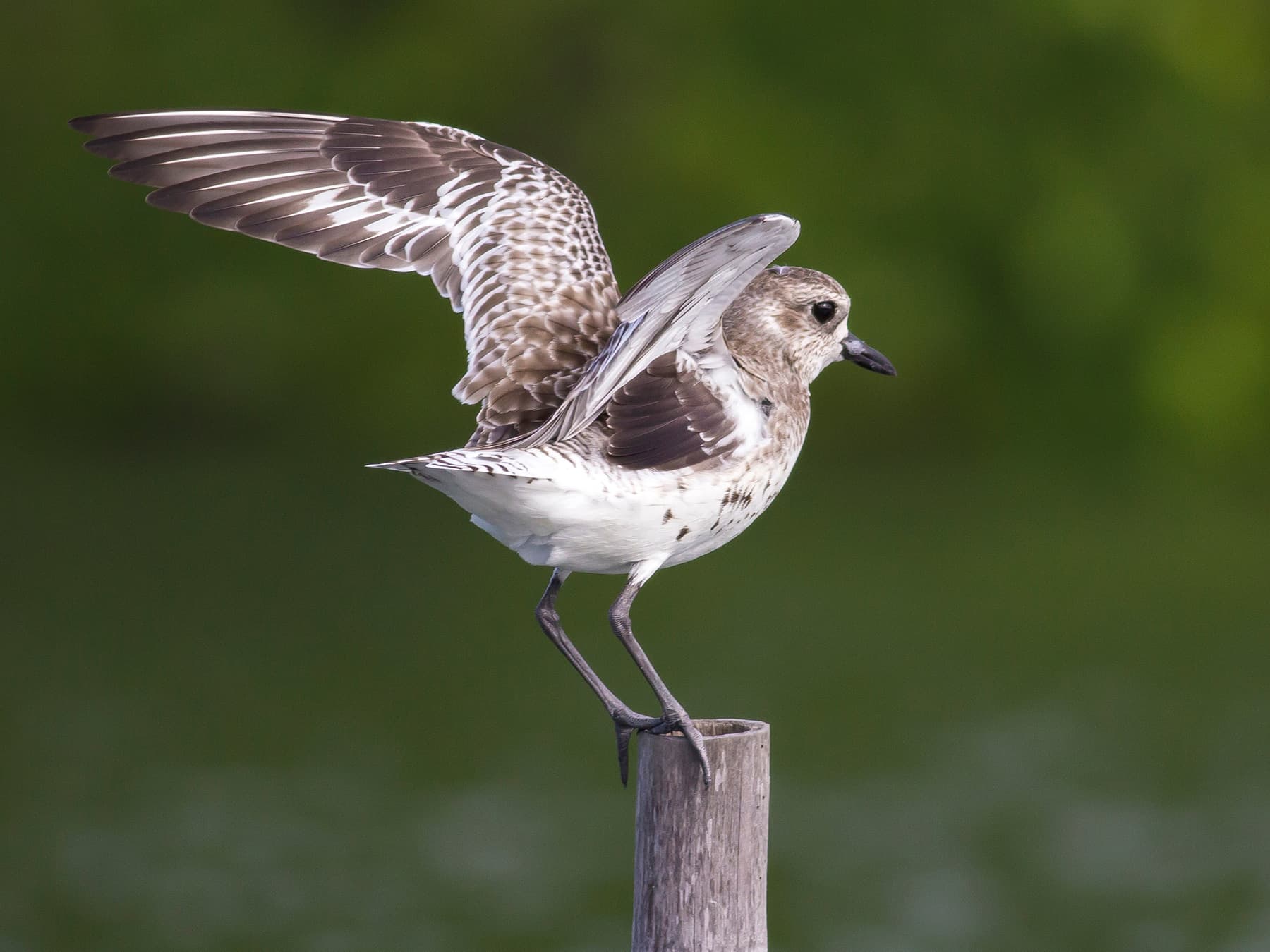 Grey Plover landing on a post