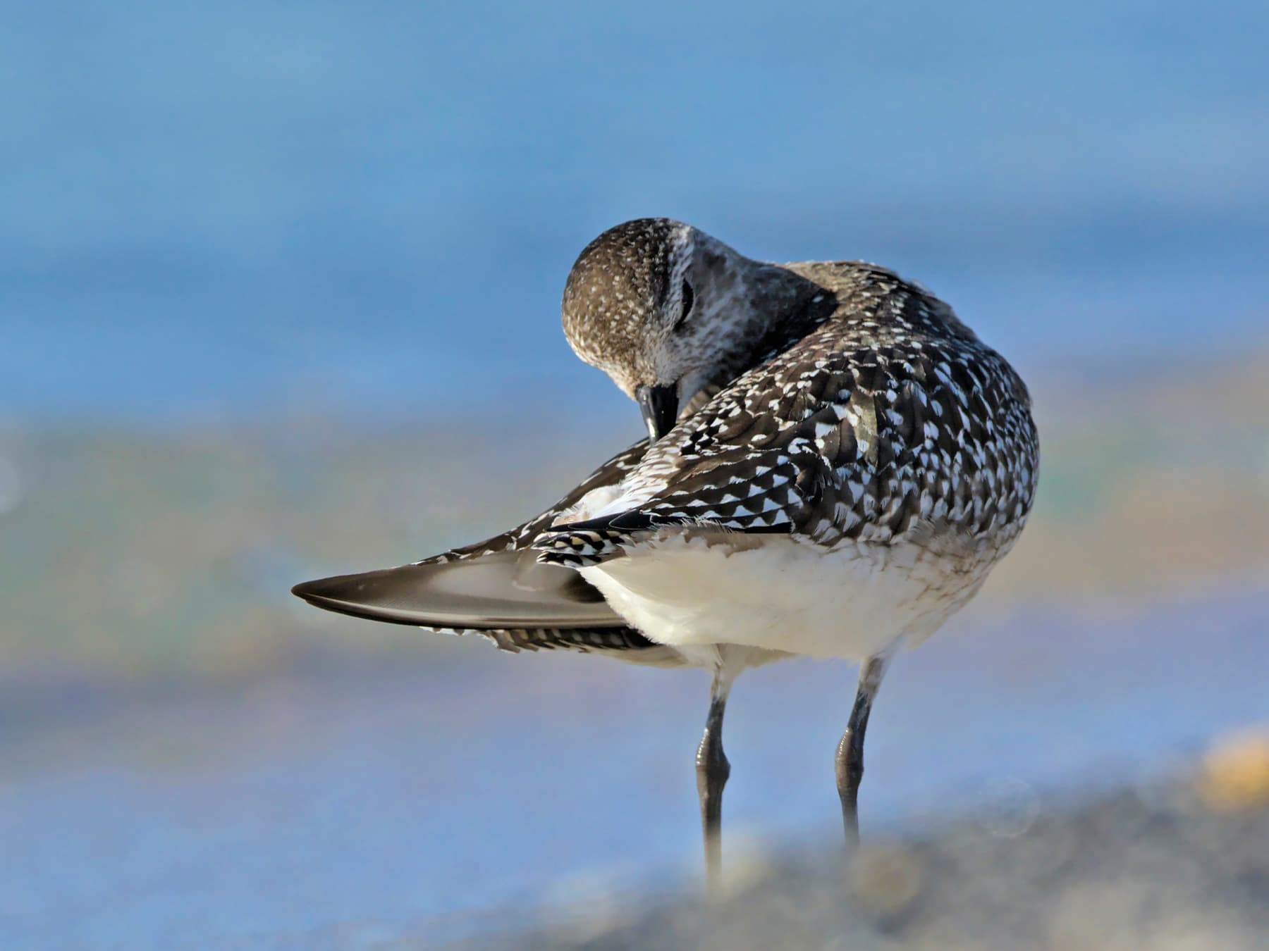 Grey Plover preening itself on the beach