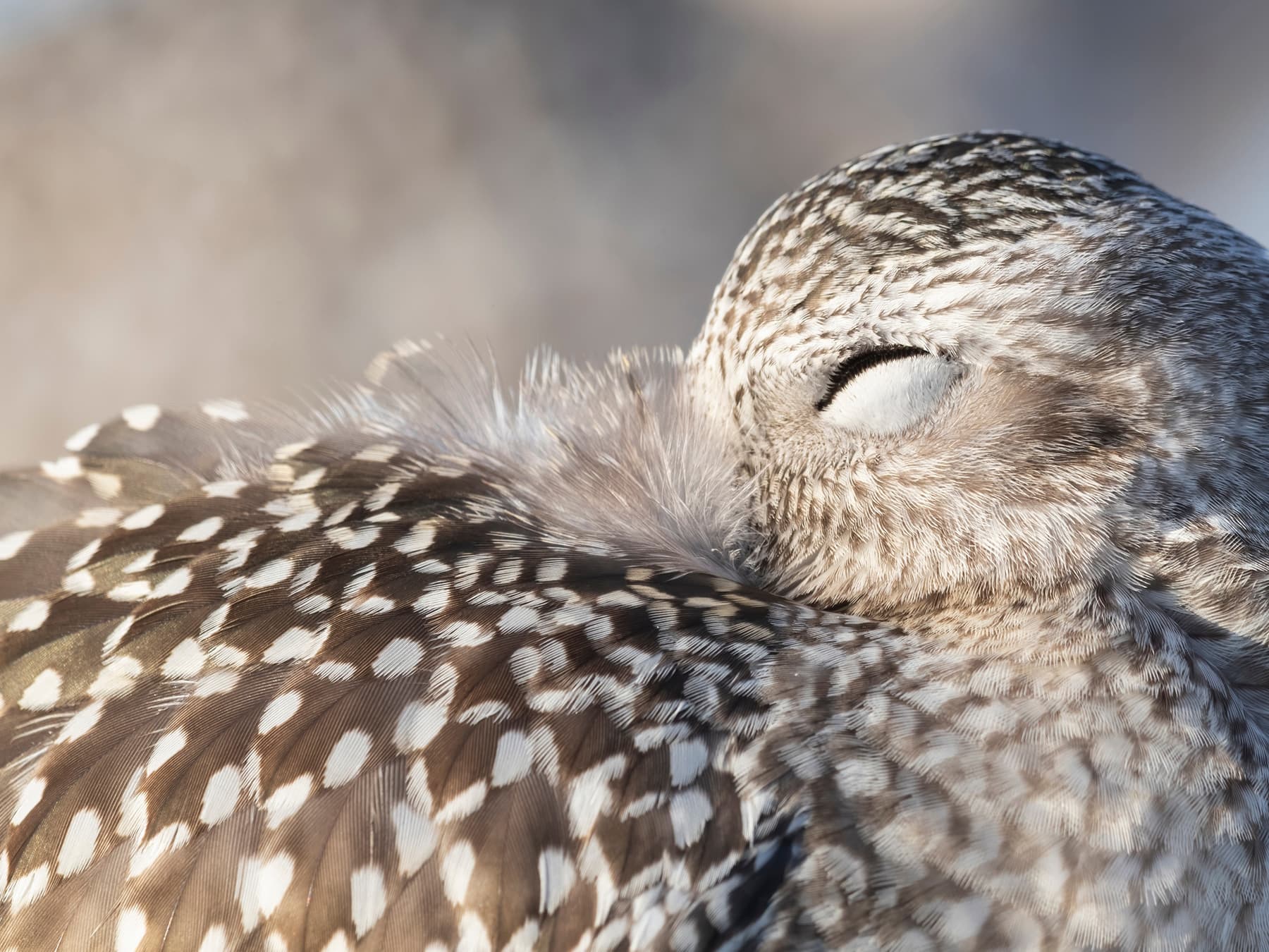 Grey Plover roosting