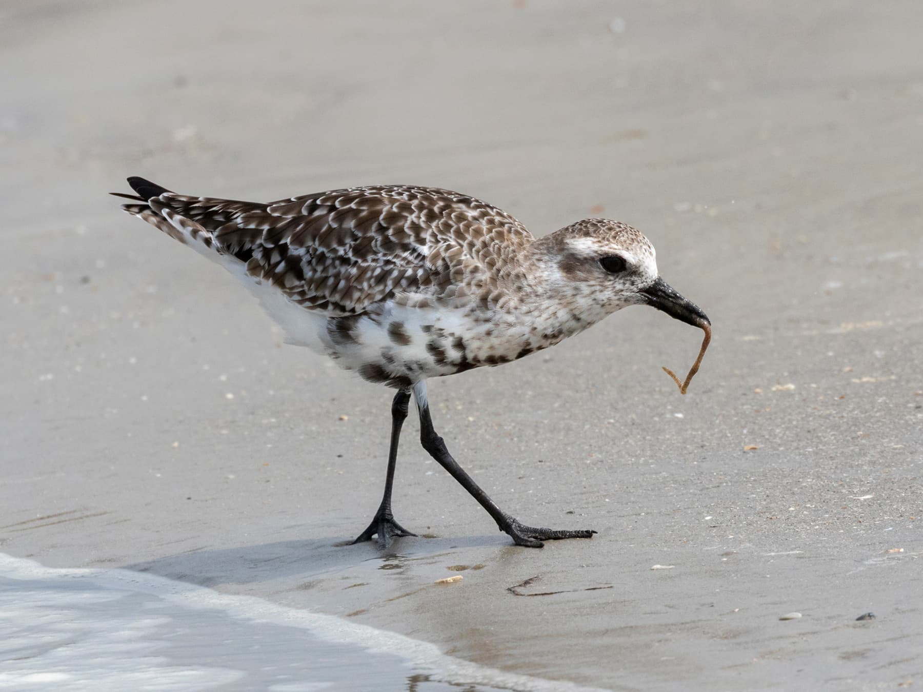 Non- breeding Grey Plover