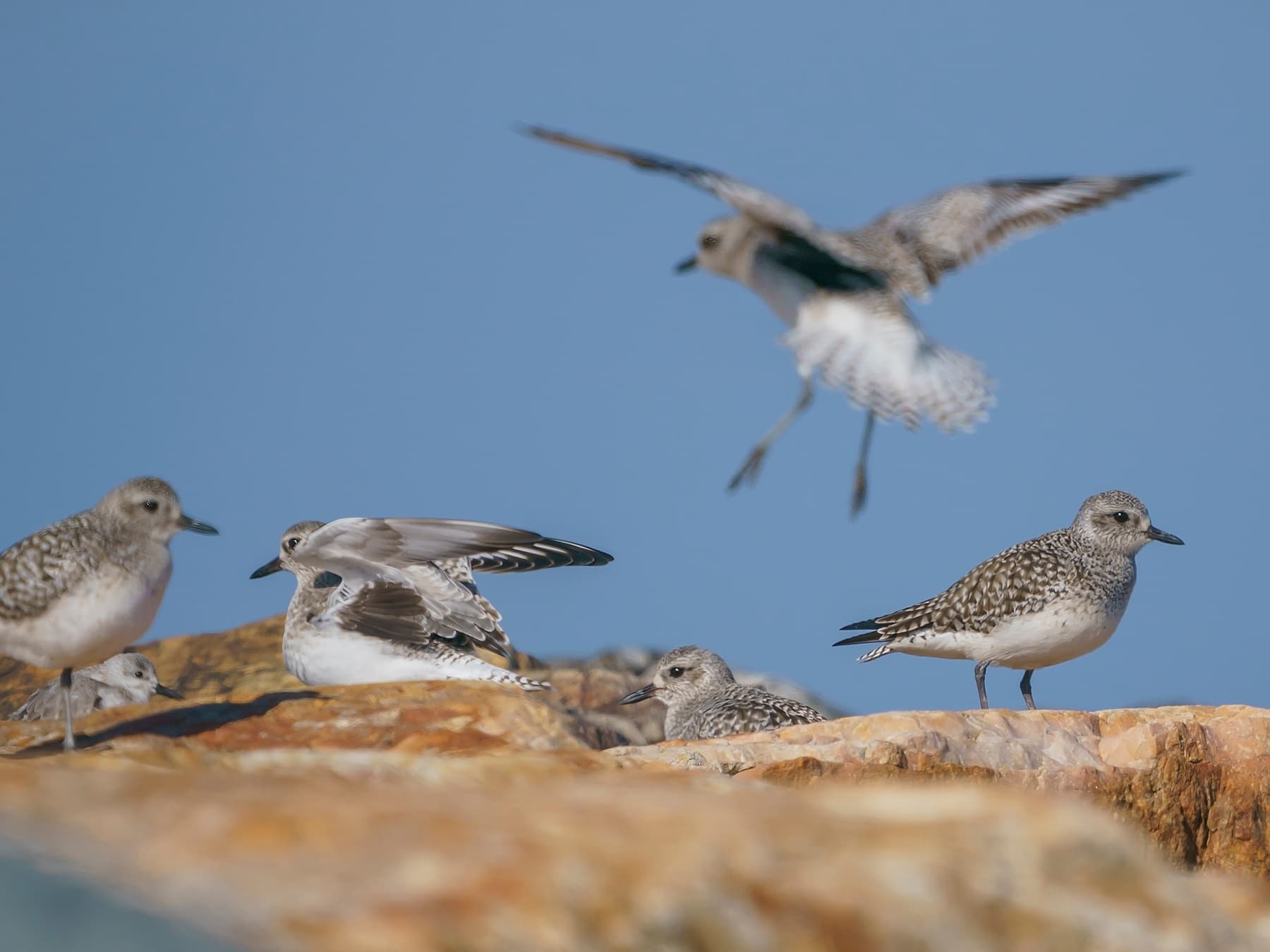 Group of Grey Plovers resting on a cliff-edge