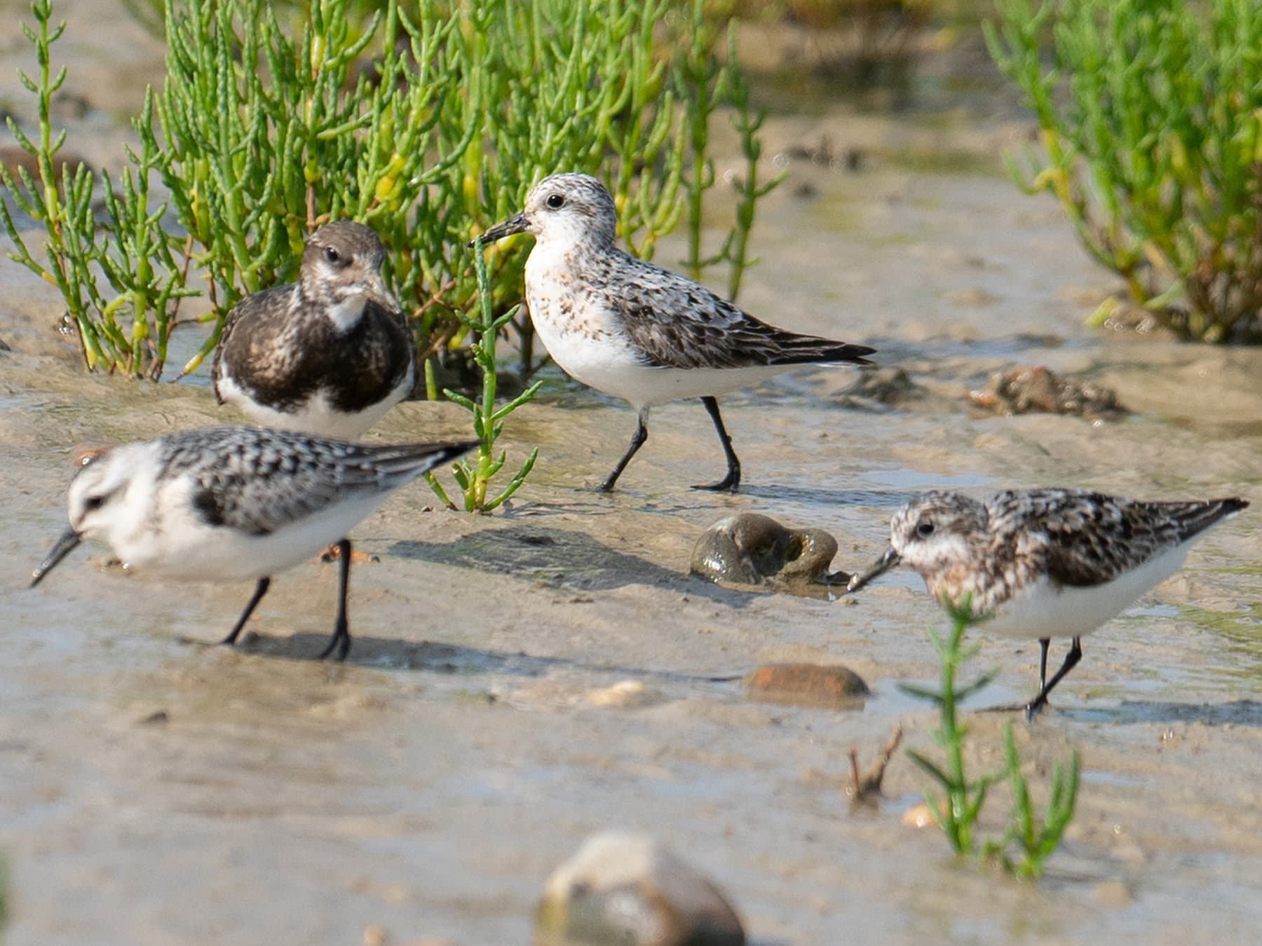 Grey Plovers on wetlands