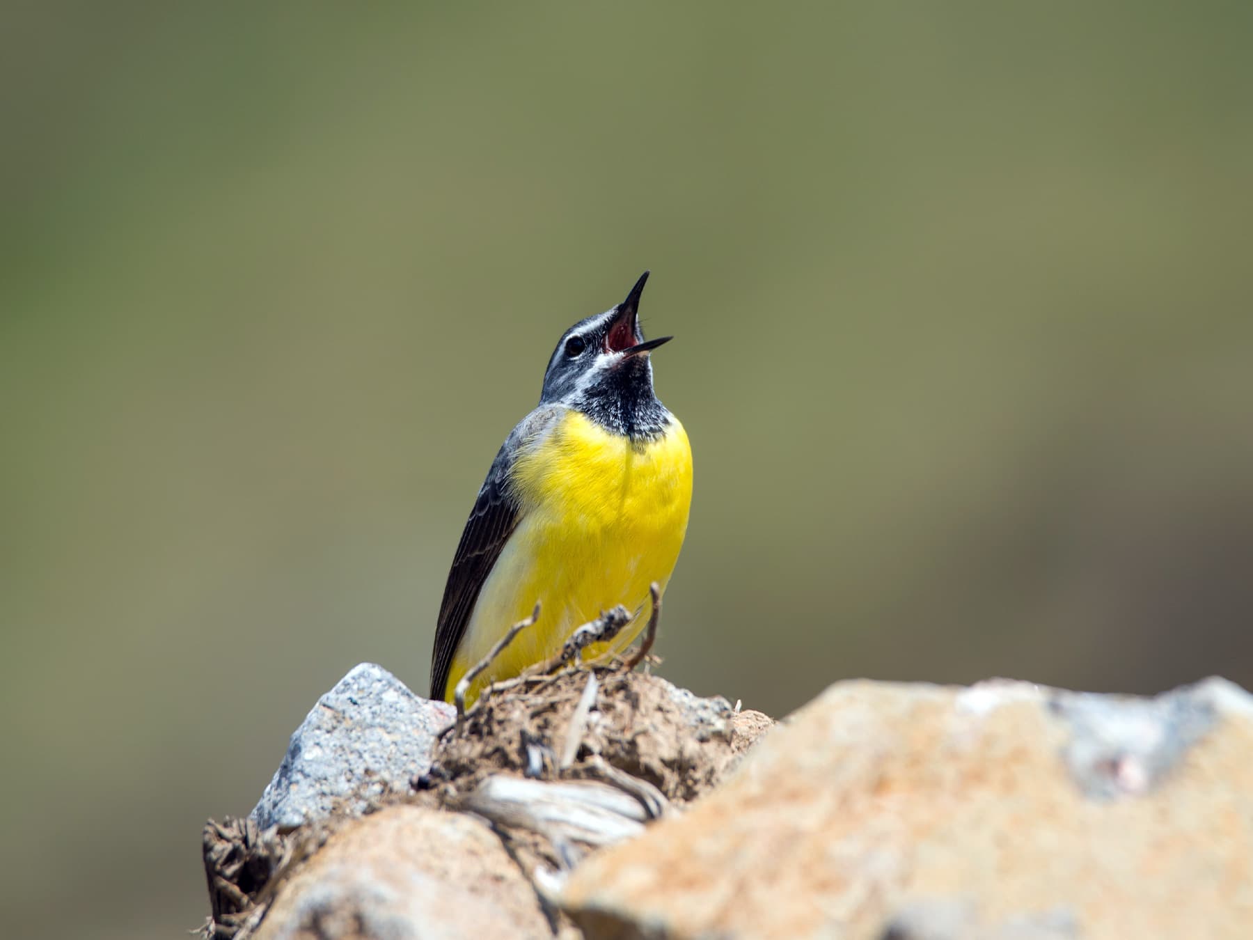 Grey Wagtail calling out