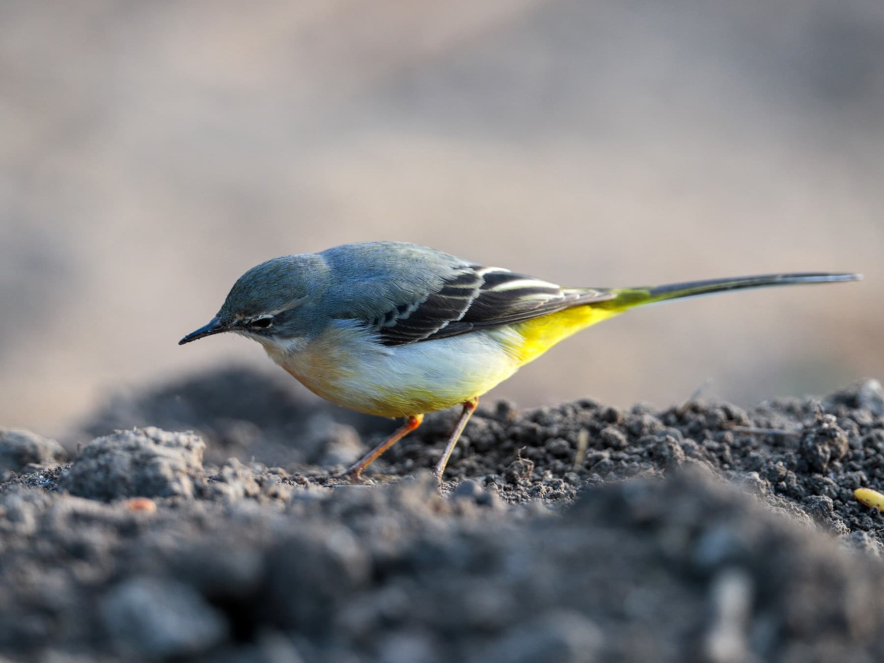 Grey Wagtail foraging in farmland