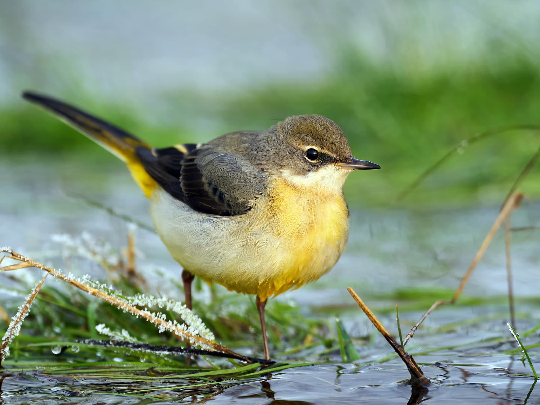 Grey Wagtail in natural habitat