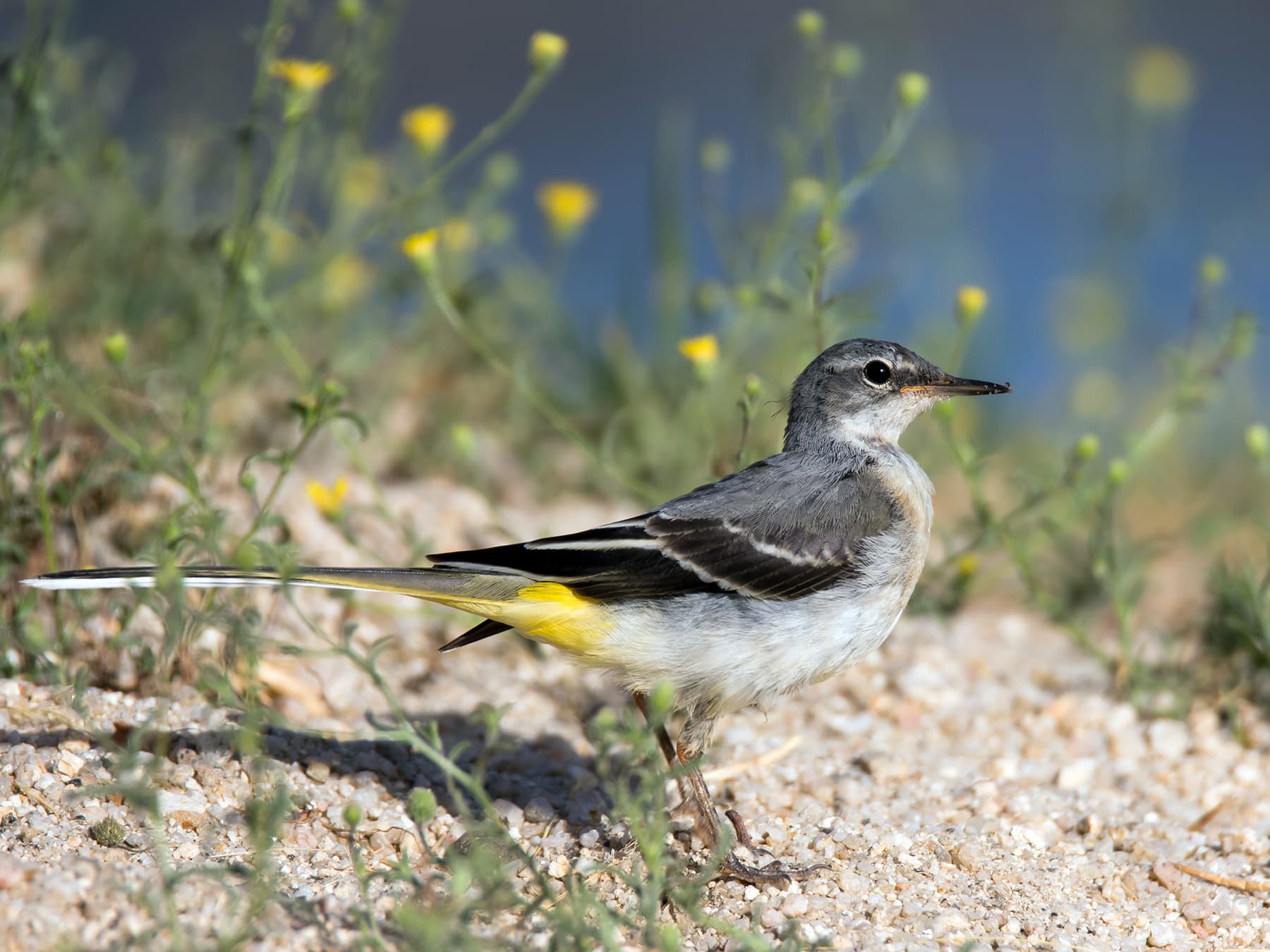 Grey Wagtail standing on the riverside